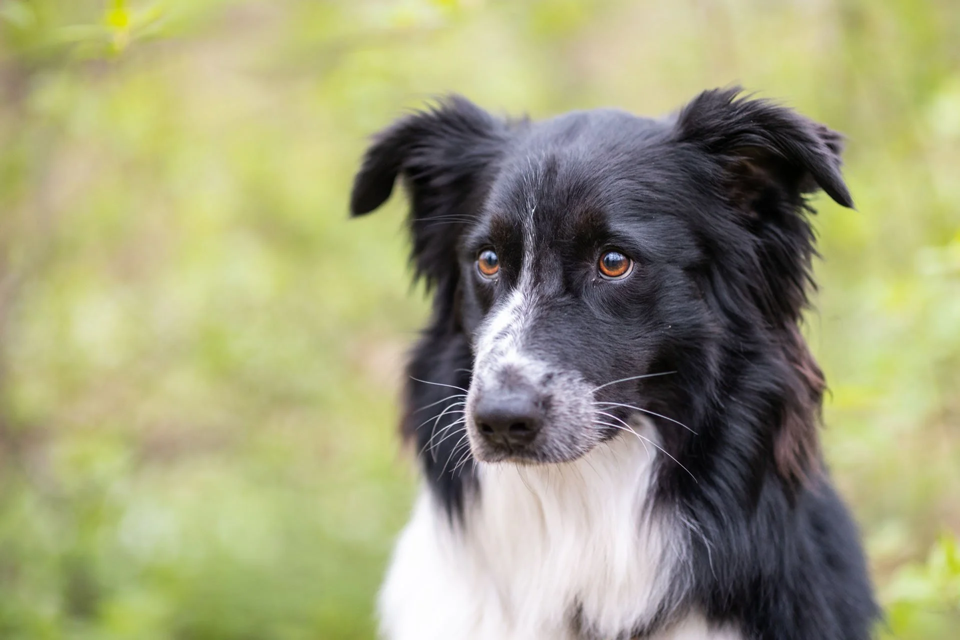Schwarz weißer Collie im Portrait guckt mit treuem Blick 