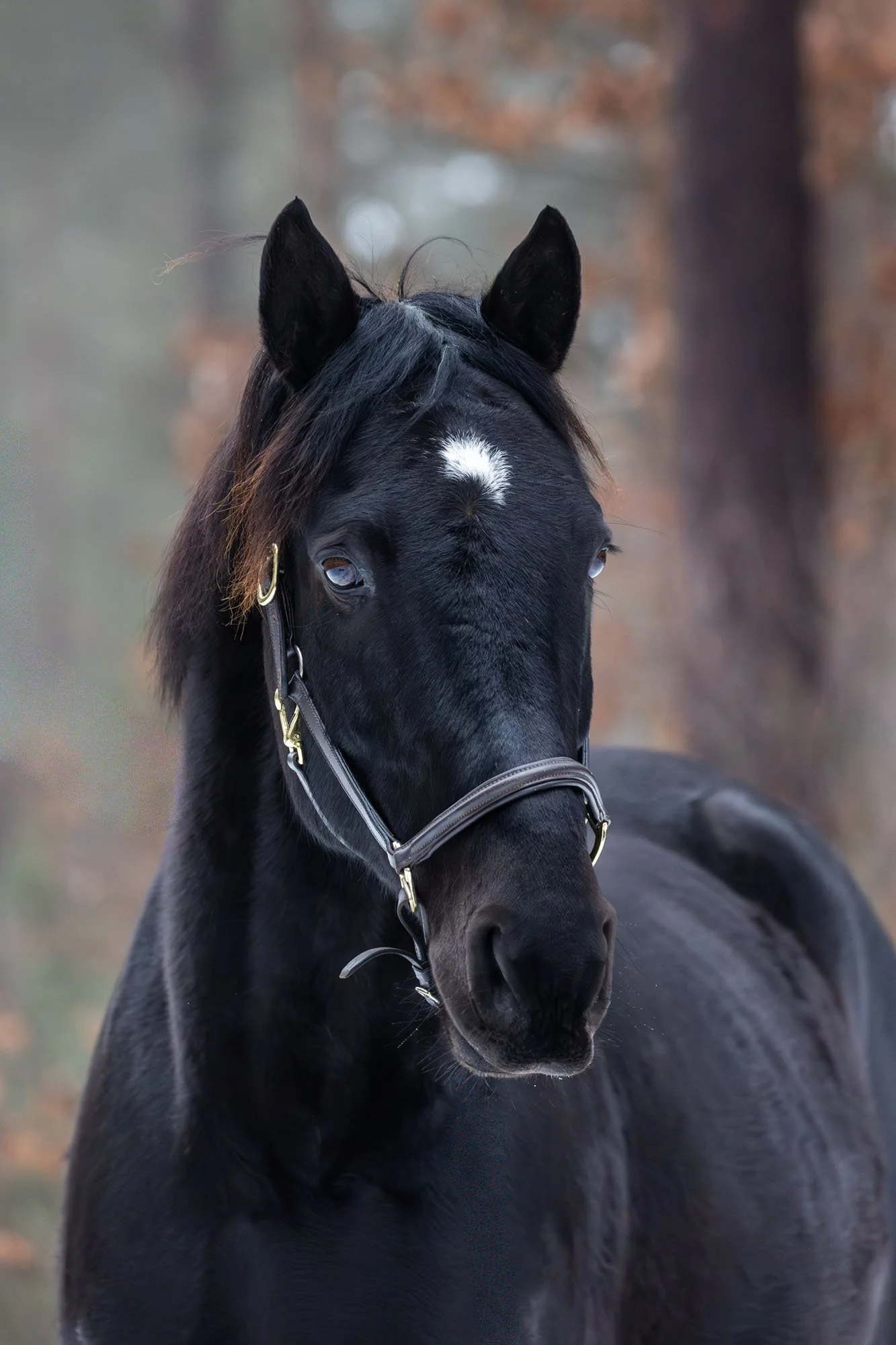 Schwarzer Wallach im Portrait im einem Winterwald
