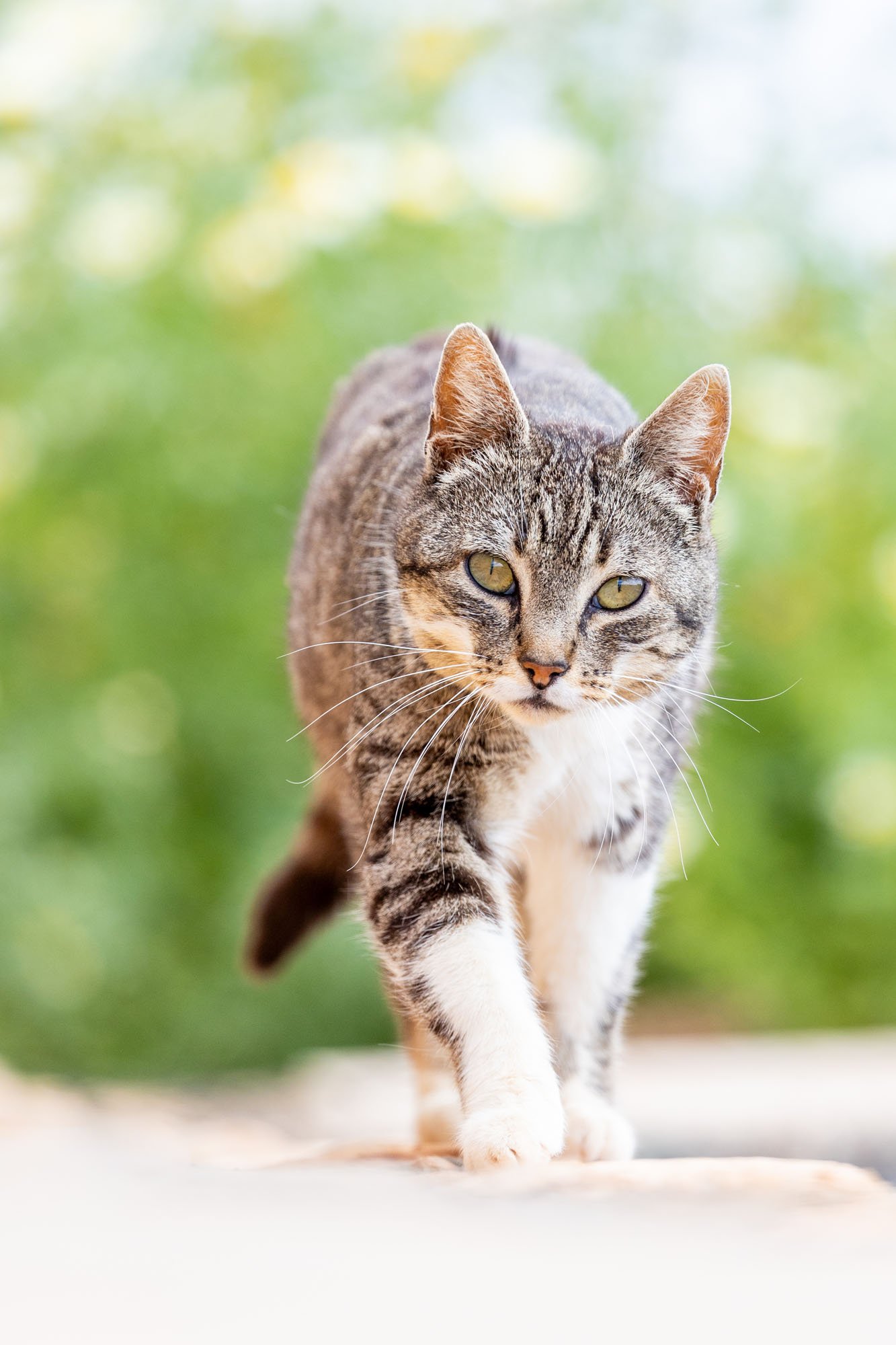 Getigerte Katze läuft in einem Garten in Hannover auf die Kamera zu
