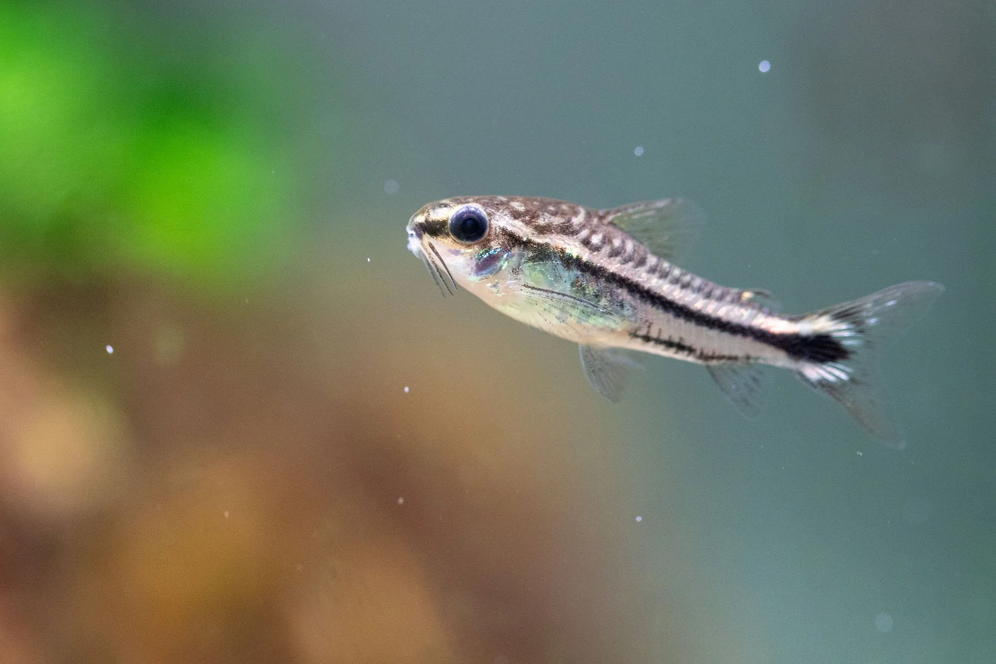 Zwergpanzerwels schwimmt im Freiwasser in einem Aquarium in Hannover