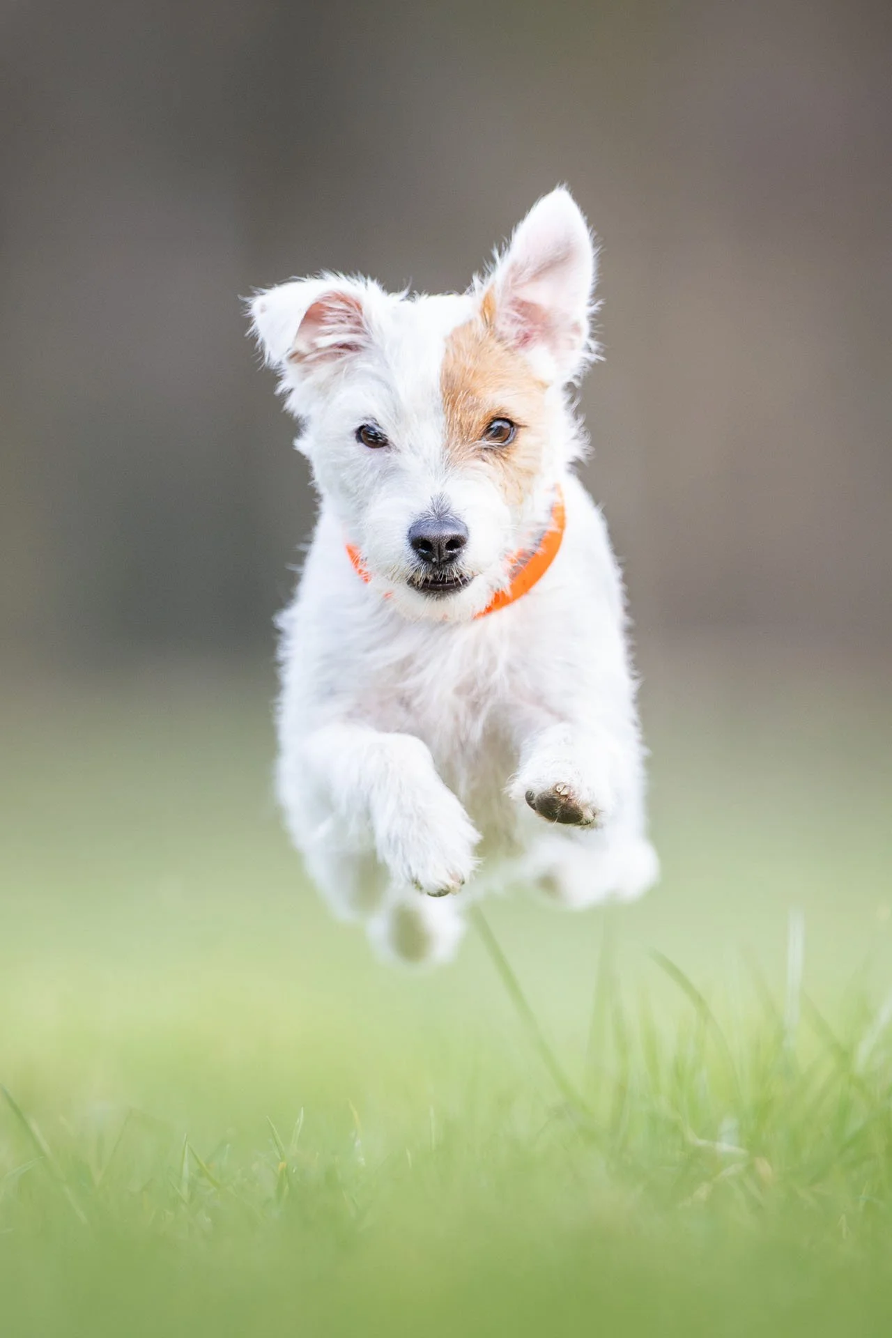 Parson Russel Terrier Jagdhund pringt über eine Wiese direkt auf die Kamera zu