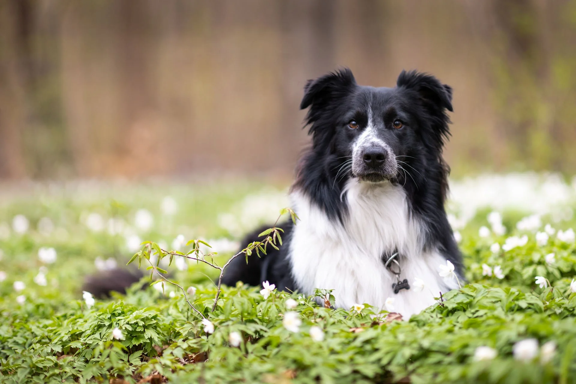 Collie sitzt im Frühling in einer Wiese aus Buschwinröschen im Stadtwald Eilenriede in Hannover und guckt in die Kamera