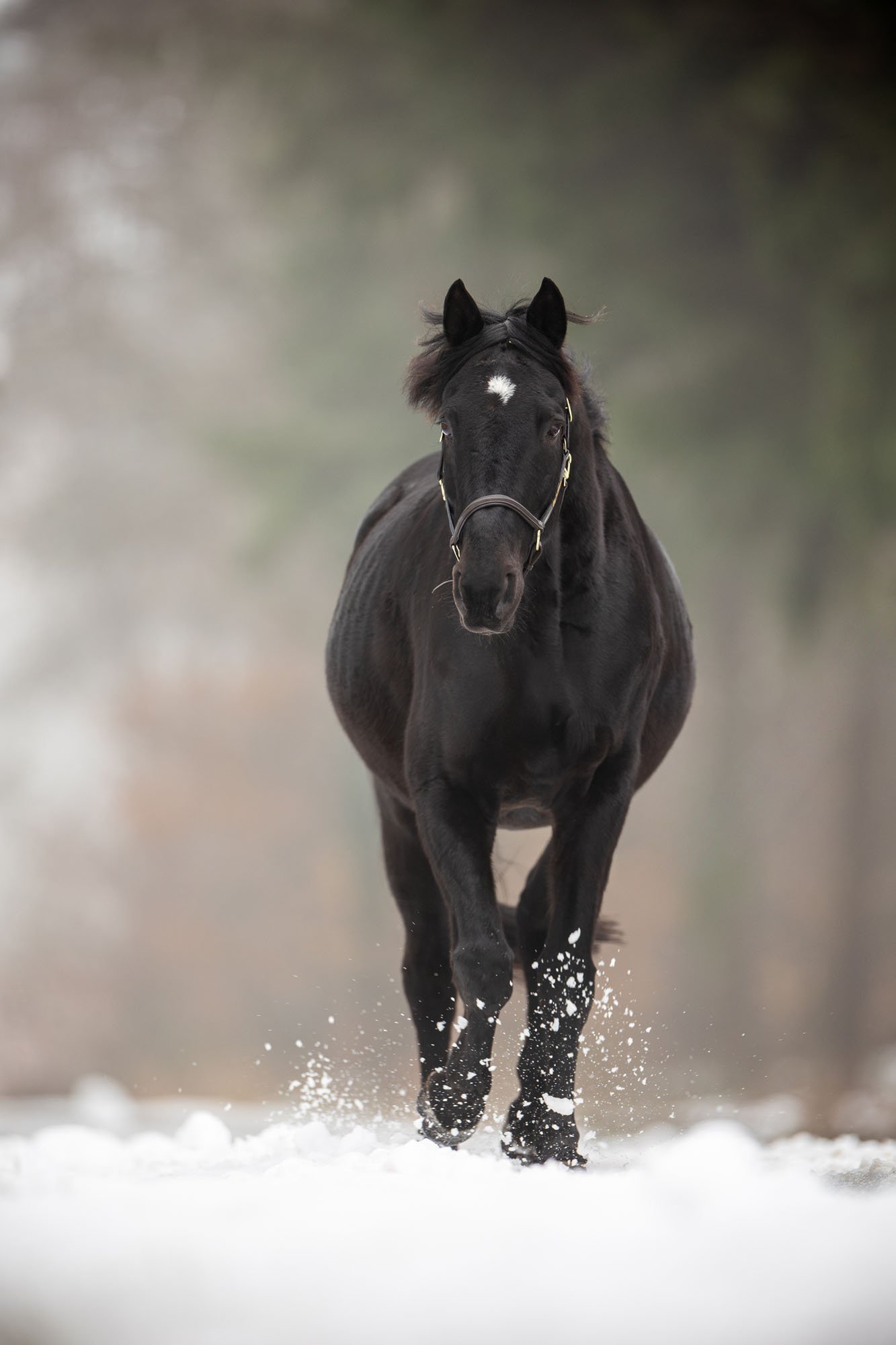 Schwarzes Pferd rennt durch einen Winterwald in der Region Hannover