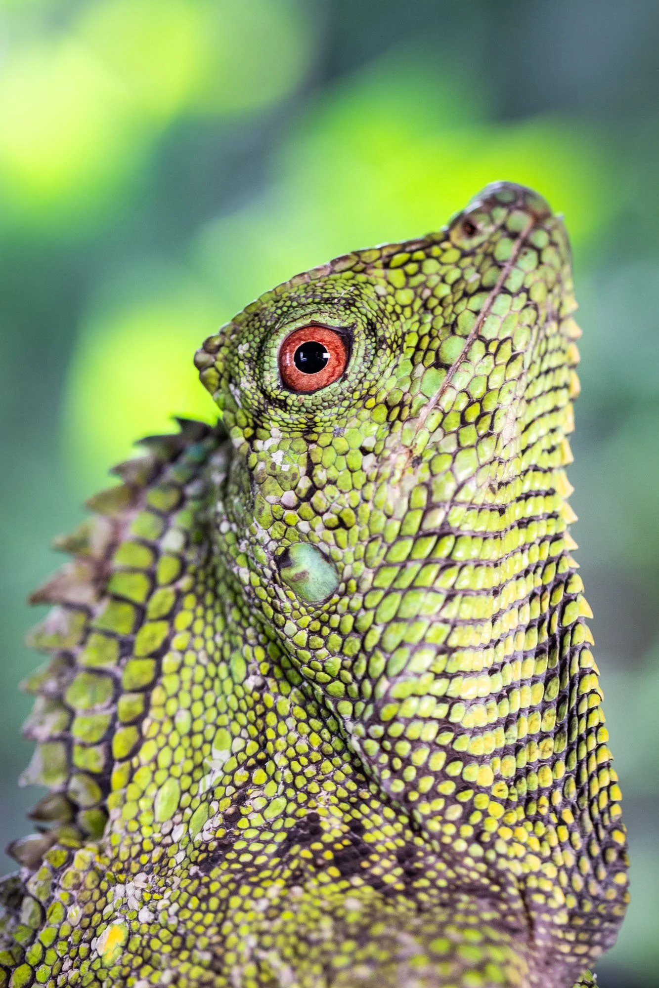 Grüner Leguan in Nahaufnahme in einem Terrarium in der Region Hannover
