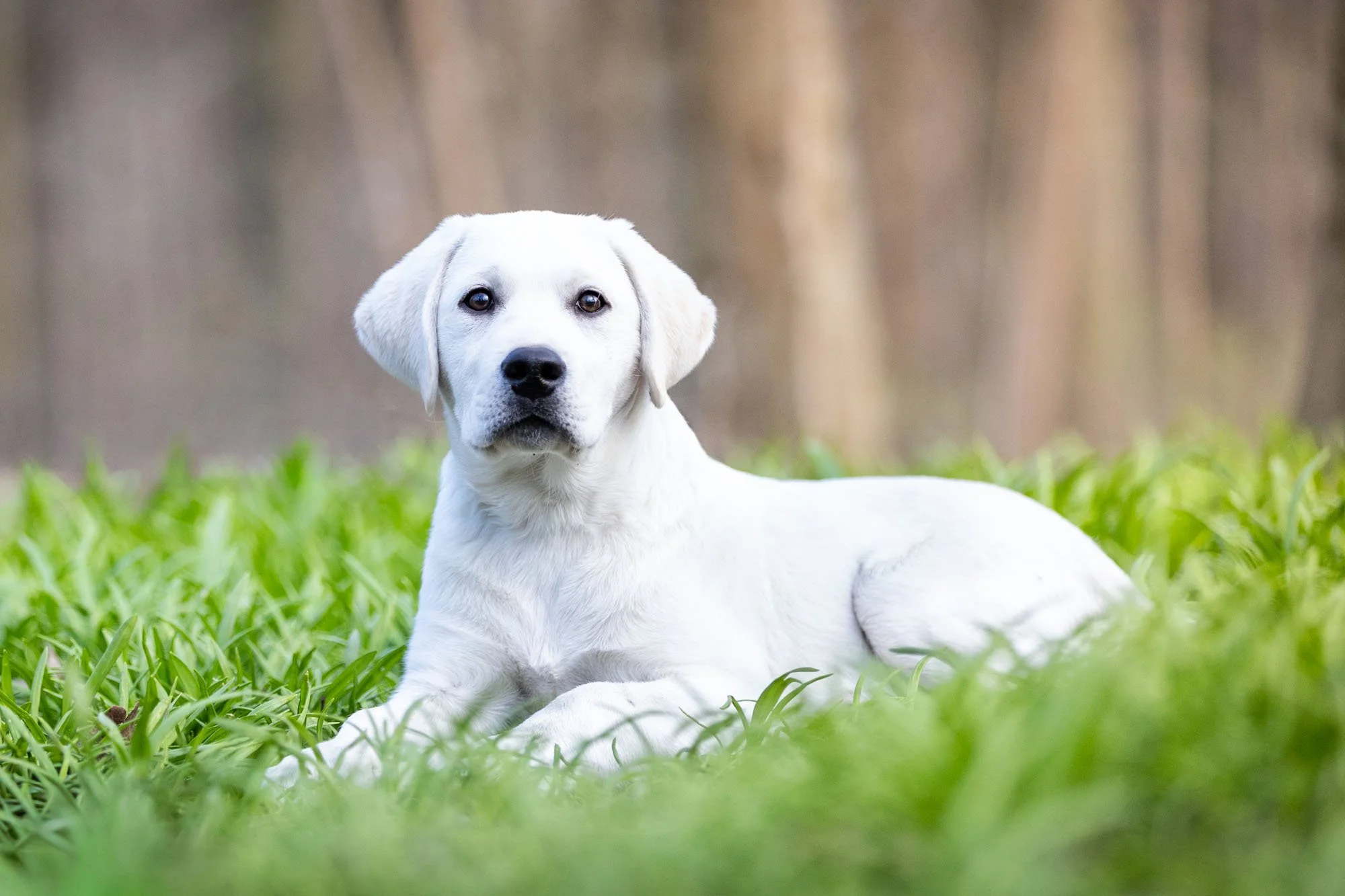 Weißer Labradorwelpe sitzt im Frühling im frischen Bärlauch in der Eilenriede in Hannover