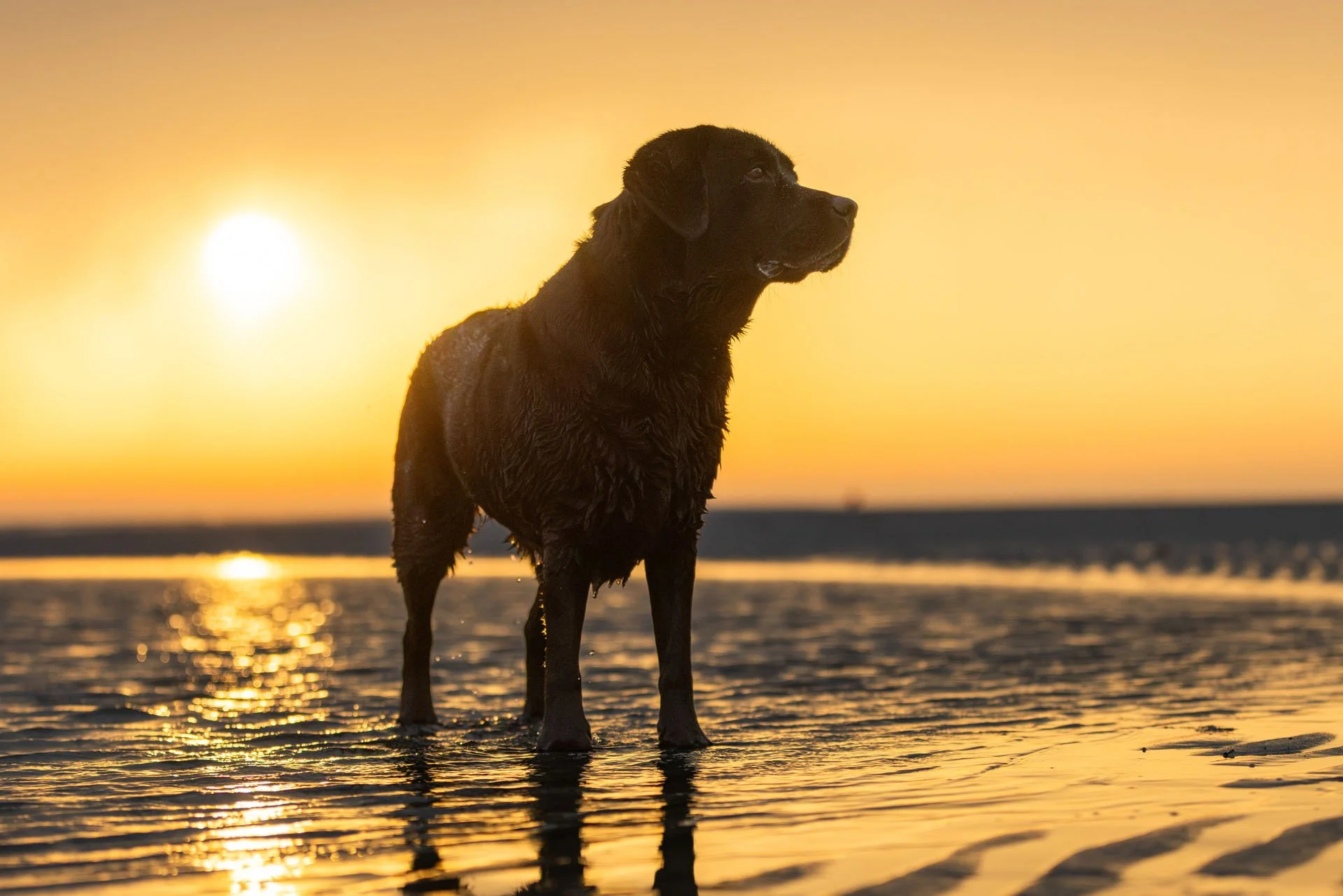 Schwarzer Labradort steht im Sonnenuntergang im Watt der Nordsee