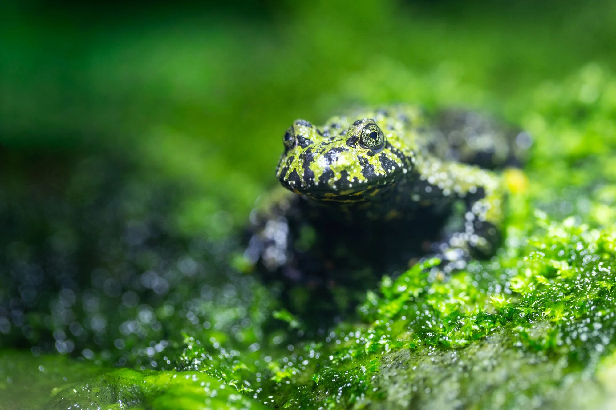 Grüne Unke bzw. Frosch in Nahaufnahme in einem Terrarium in der Region Hannover
