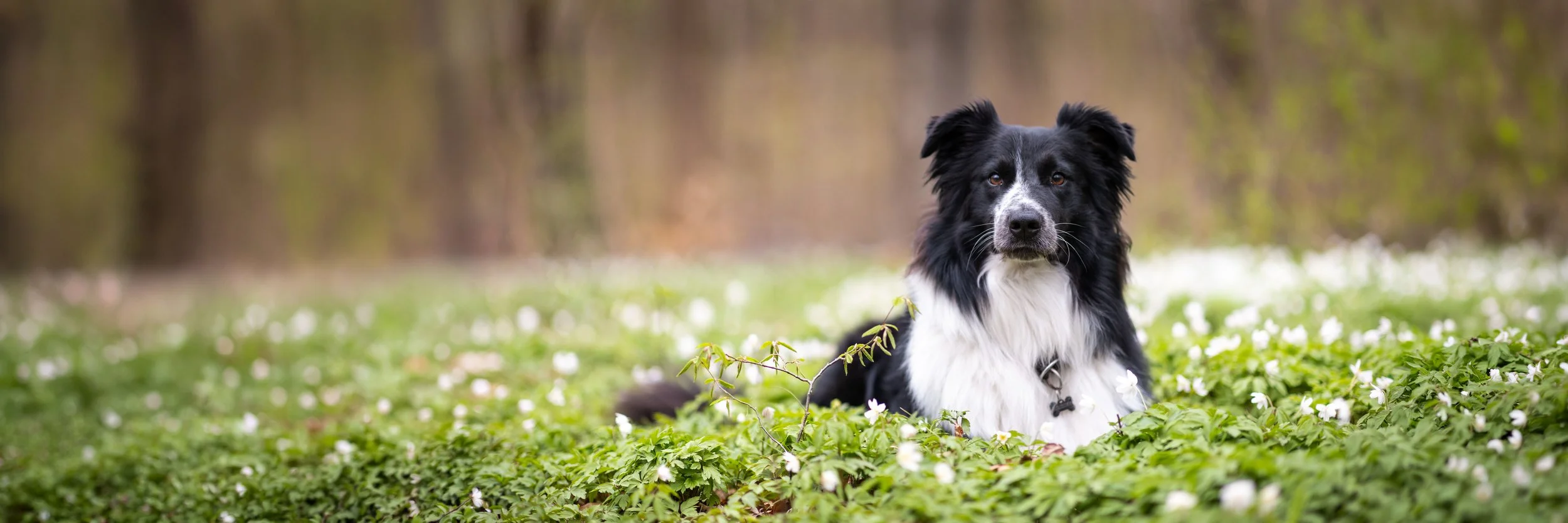 Collie sitzt im Frühling in einer Wiese aus Buschwinröschen im Stadtwald Eilenriede in Hannover und guckt in die Kamera