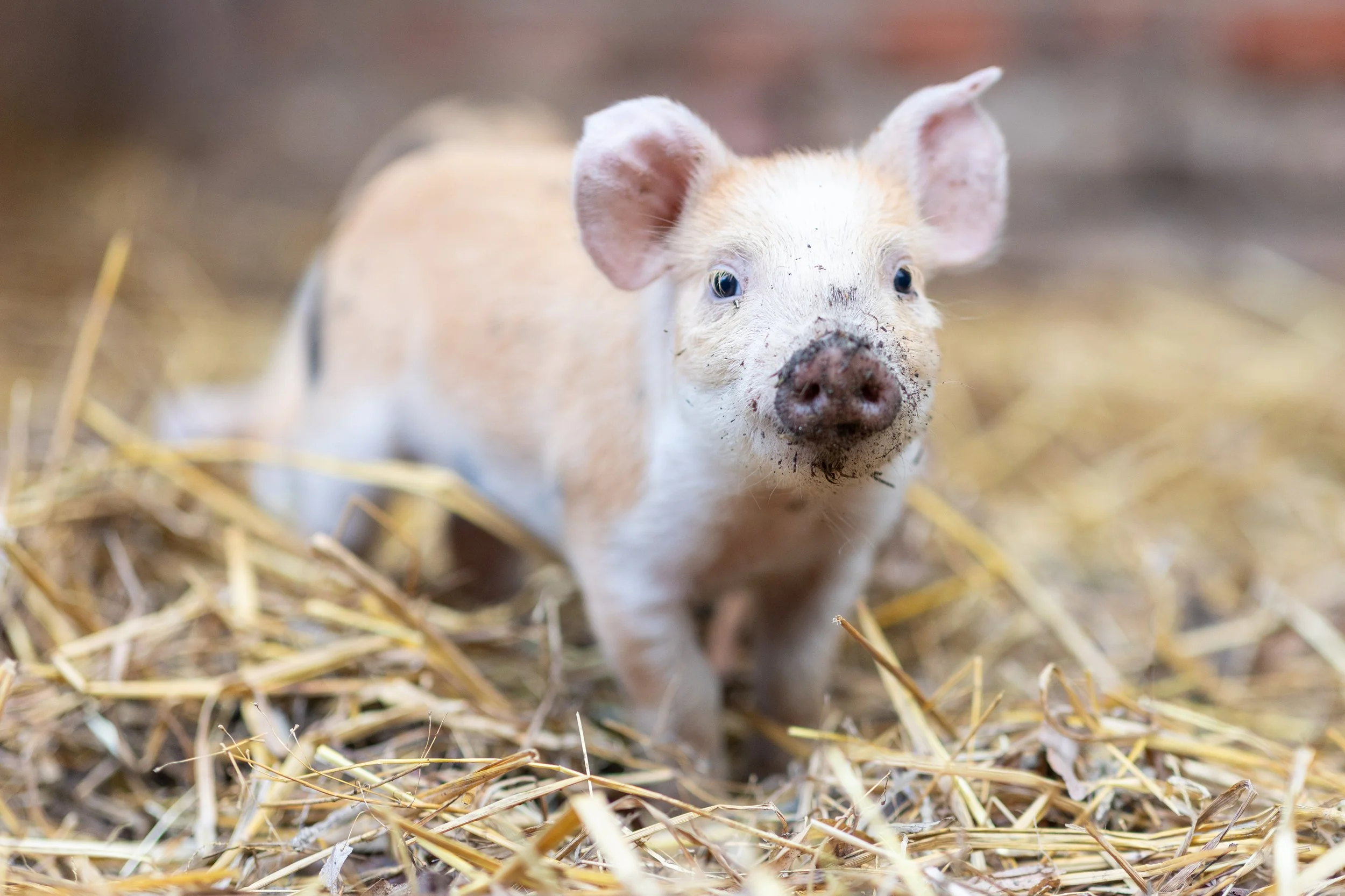 Ein junger Schweinchen mit schmutzigem Gesicht und großen Ohren steht auf Stroh in einem Stall in Hannover.