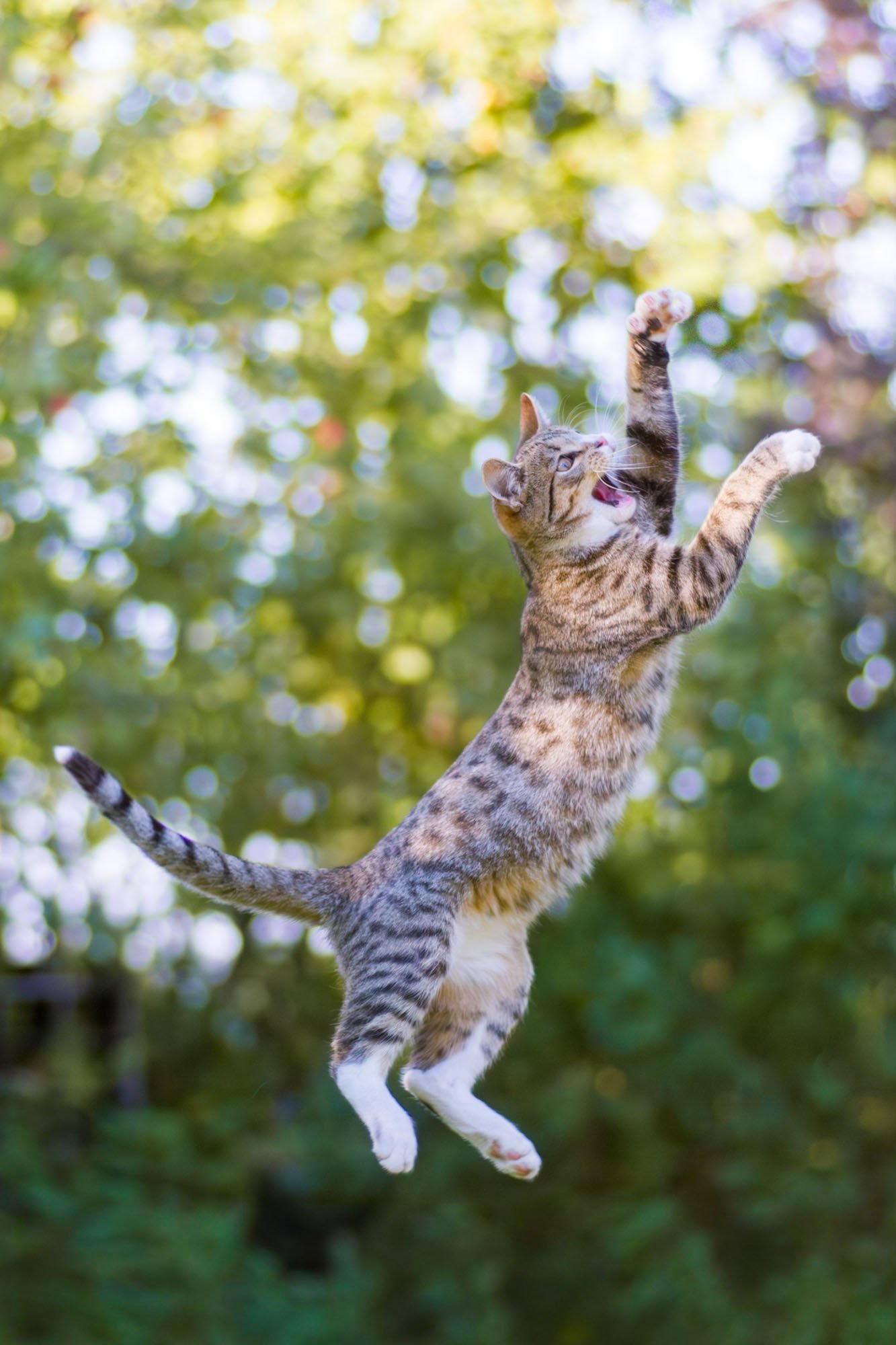 Getigerte junge Katze springt in einem Garten in Hannover