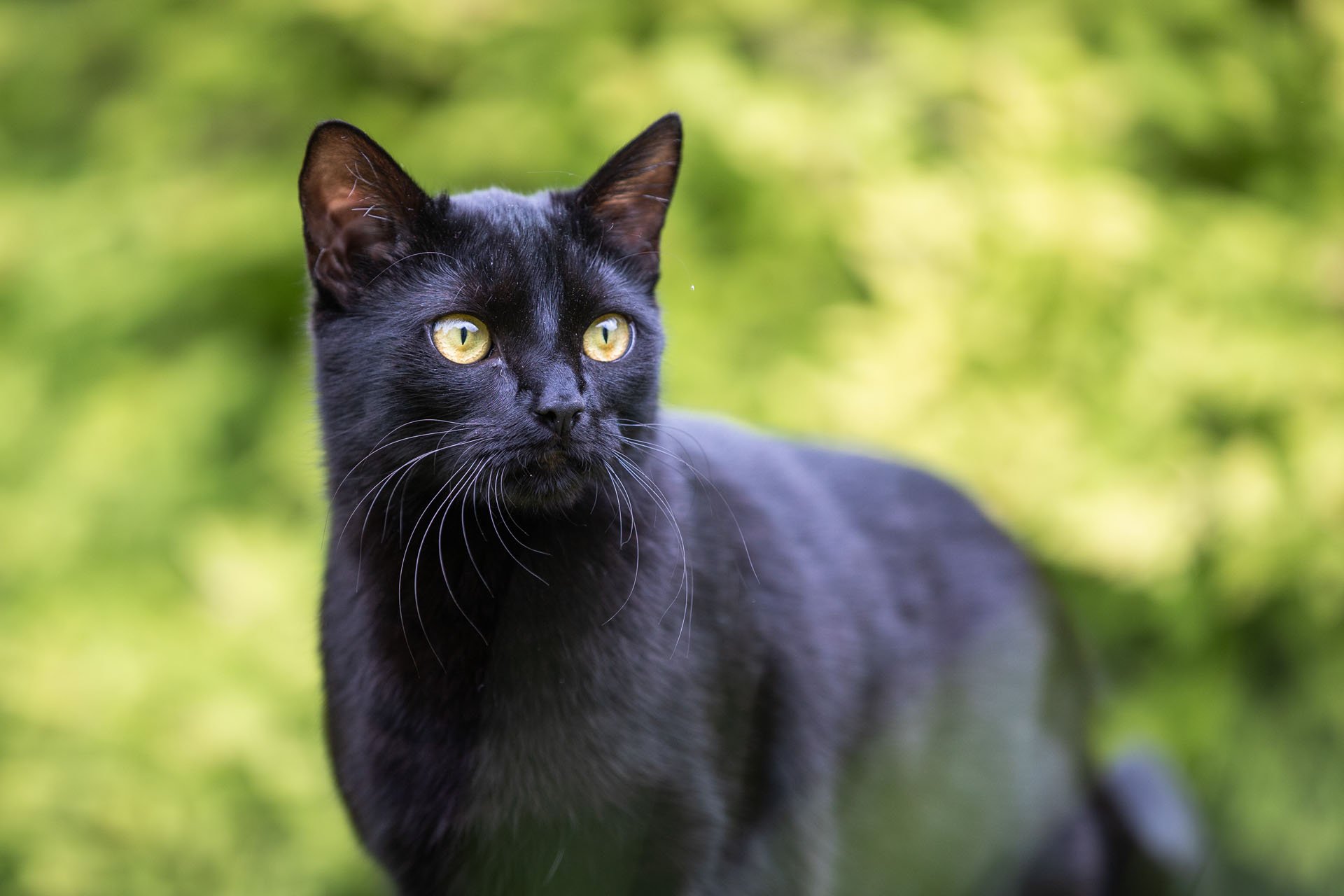 Portarit einer schwarzen Katze vor grünem Hintergrund