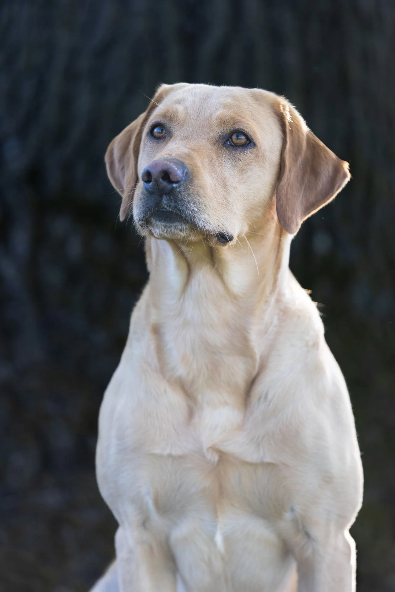 Weißer Labrador sitzt vor dunklem Hintergrund und schaut an der Kamera vorbei