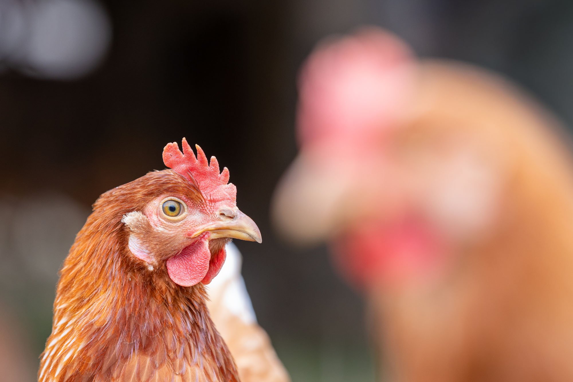 Ein Huhn, das zur Seite guckt mit einem unschwarfen Huhn im Vordergrund