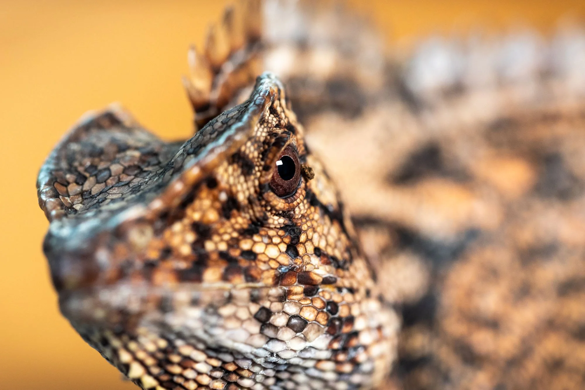 Brauner Leguan in Nahaufnahme in einem Terrarium in der Region Hannover