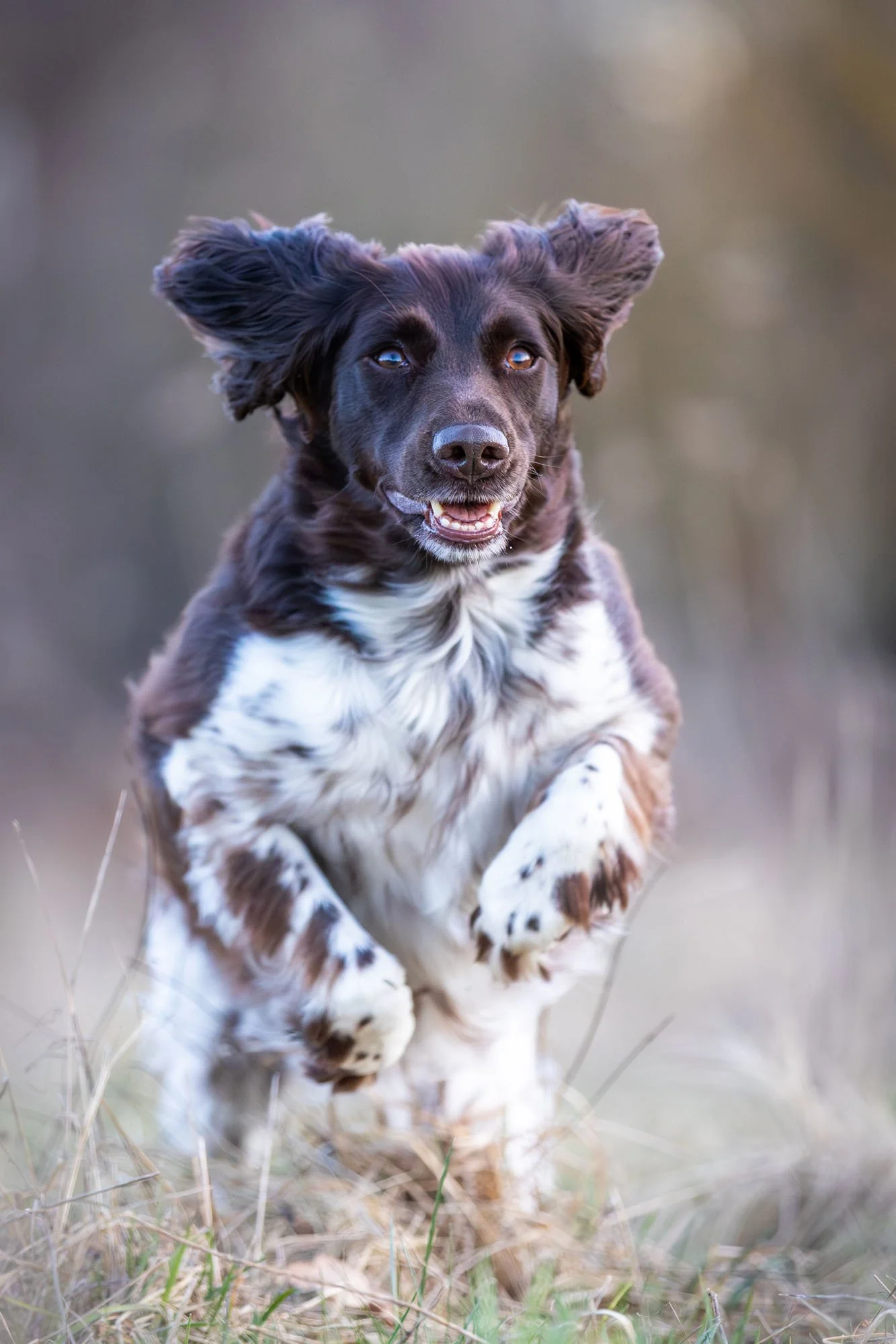 Münsterländer Jagdhund springt durch eine winterliche Wiese in Hannover