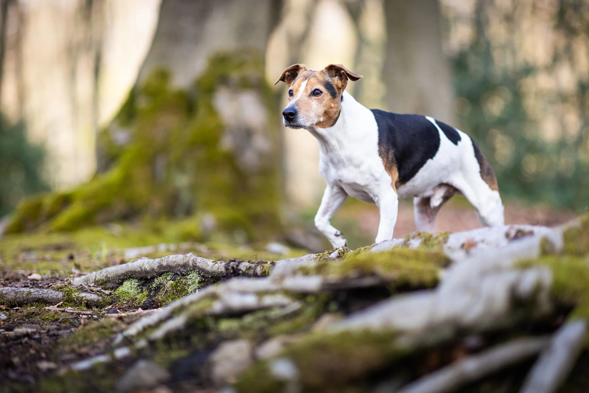 Jack Russel Terrier Jagdhund läuft über die Wurzeln und Moos der Eilenriede in Hannover