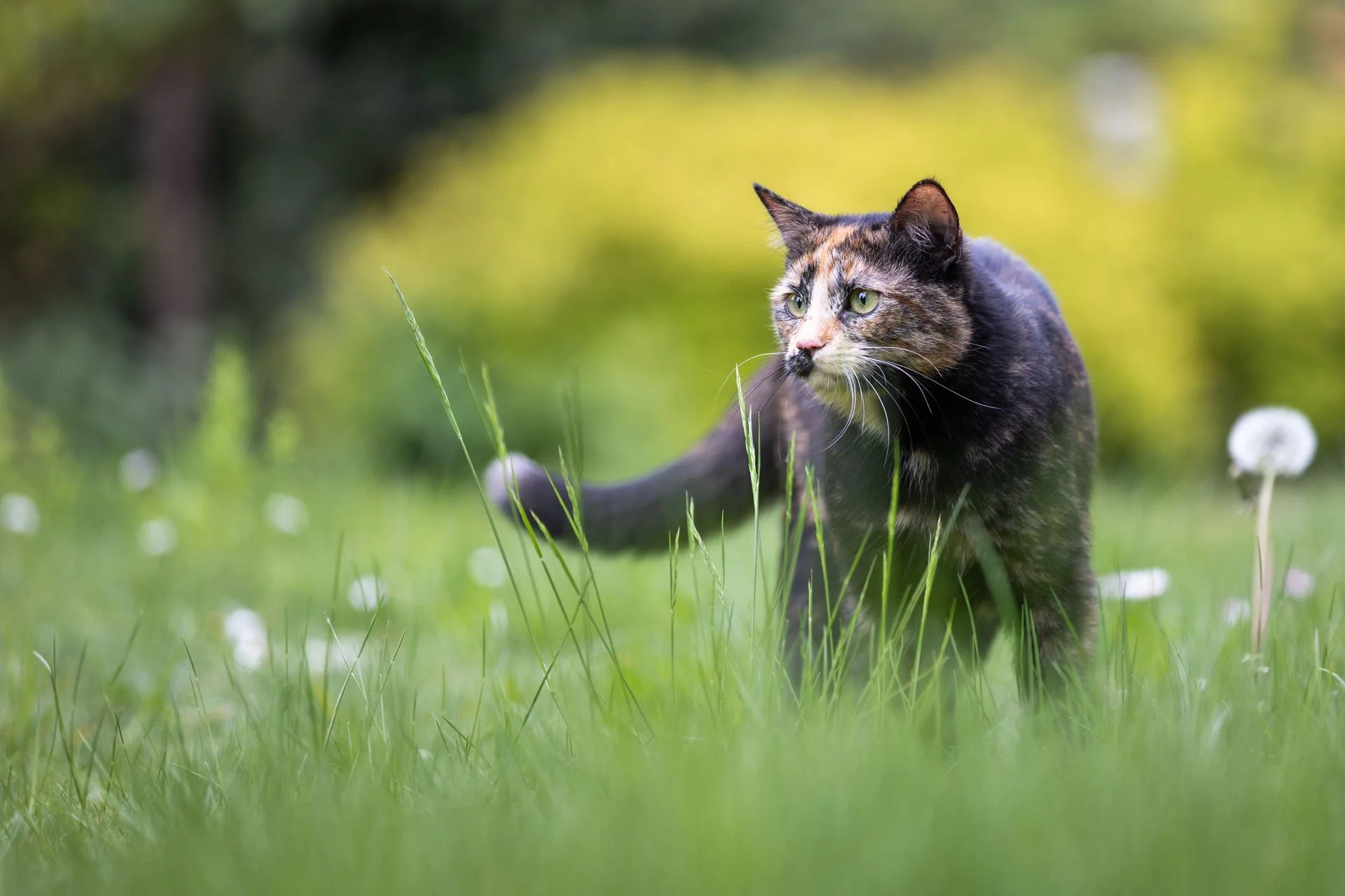 Glückskatze dreifarbig steht im Garten