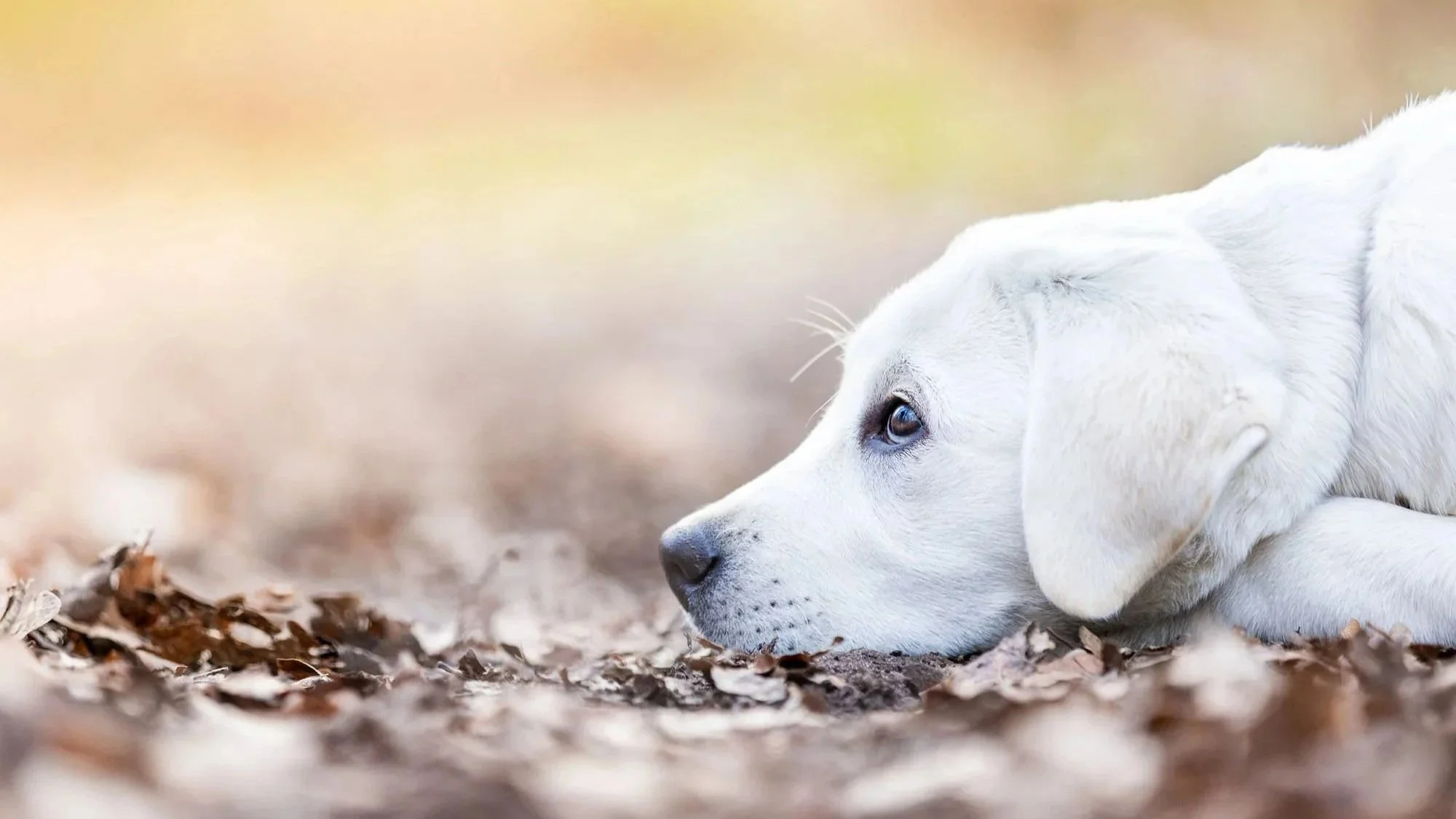 Ein weißer Labrador-Hund liegt auf dem Waldboden der Eilenriede in Hannover, schaut nach links und wirkt nachdenklich.