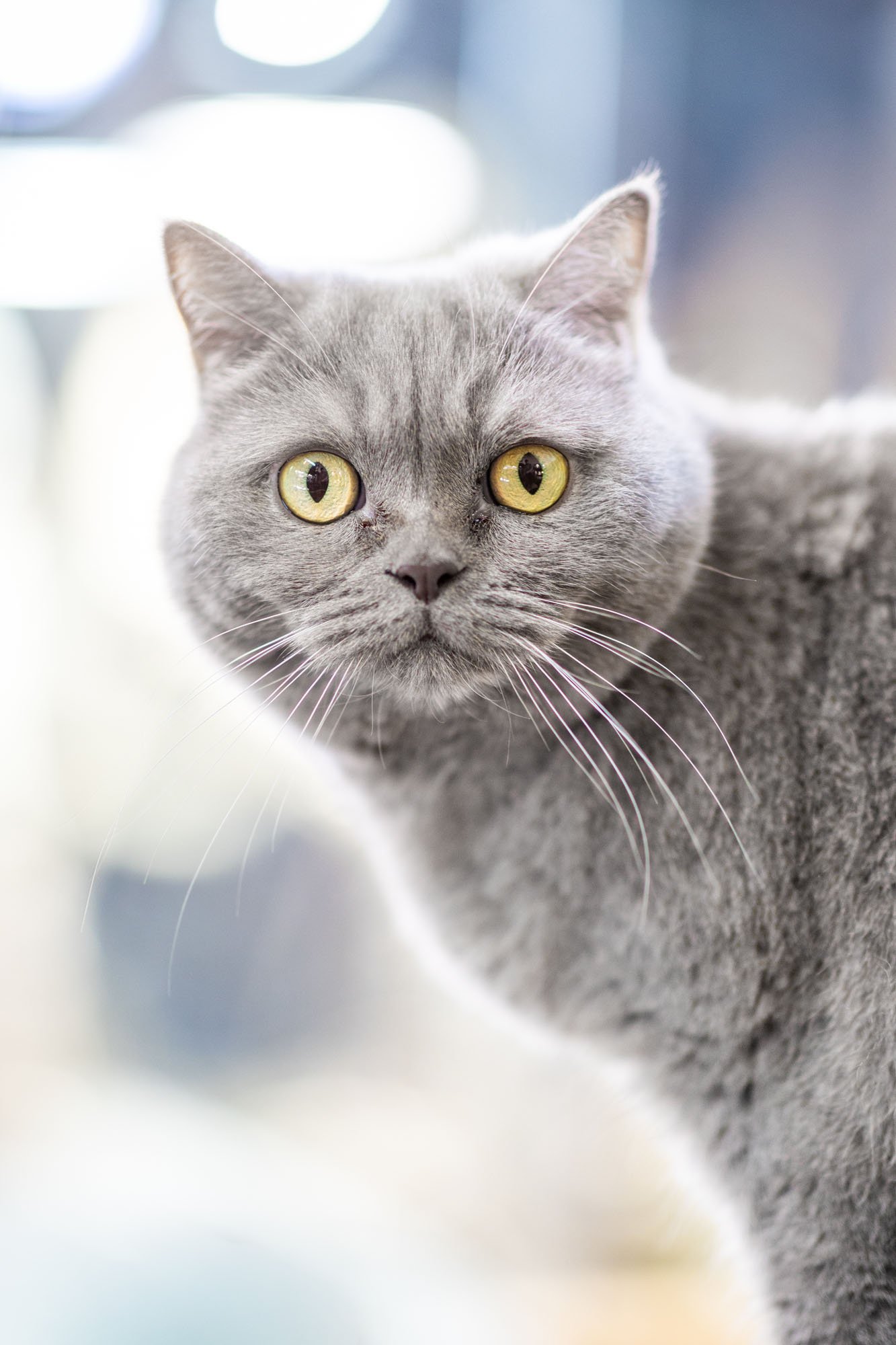 Graue Britisch Kurzhaar Katze gucke in einer Wohnung in Hannover in die Kamera
