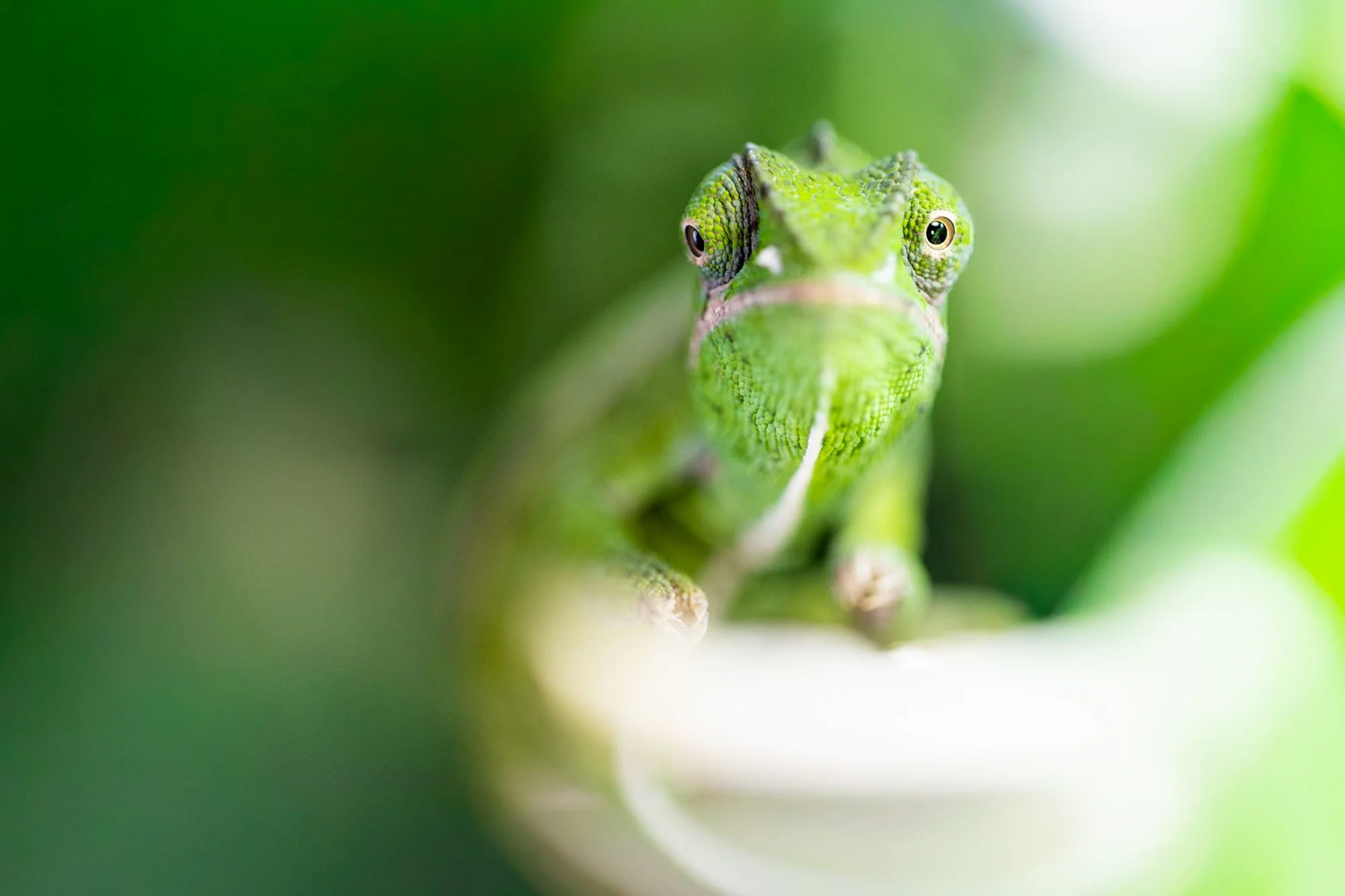 Grünes Chamäleon frontal fotografiert in einem Terrarium in der Region Hannover