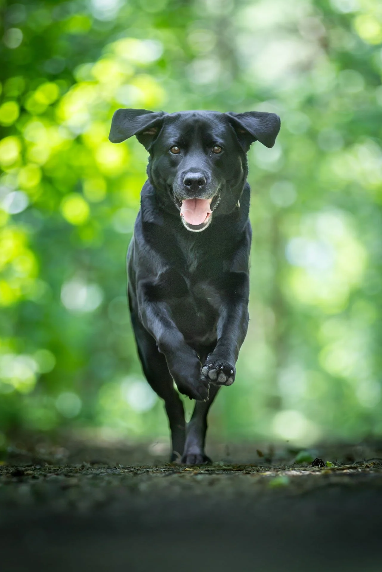 Schwarzer Labrador läuft im sommerlichen Wald auf die Kamera zu