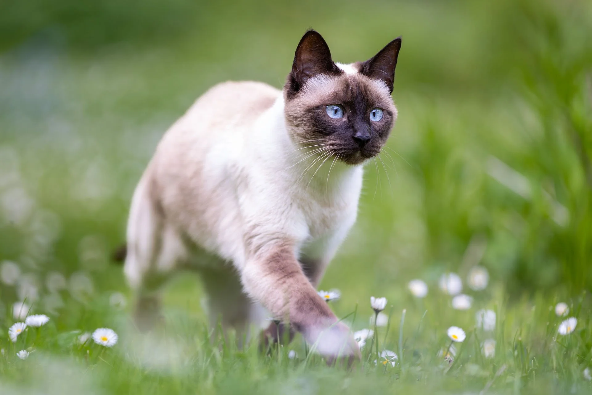Siamkatze läuft durch einen grünen Garten