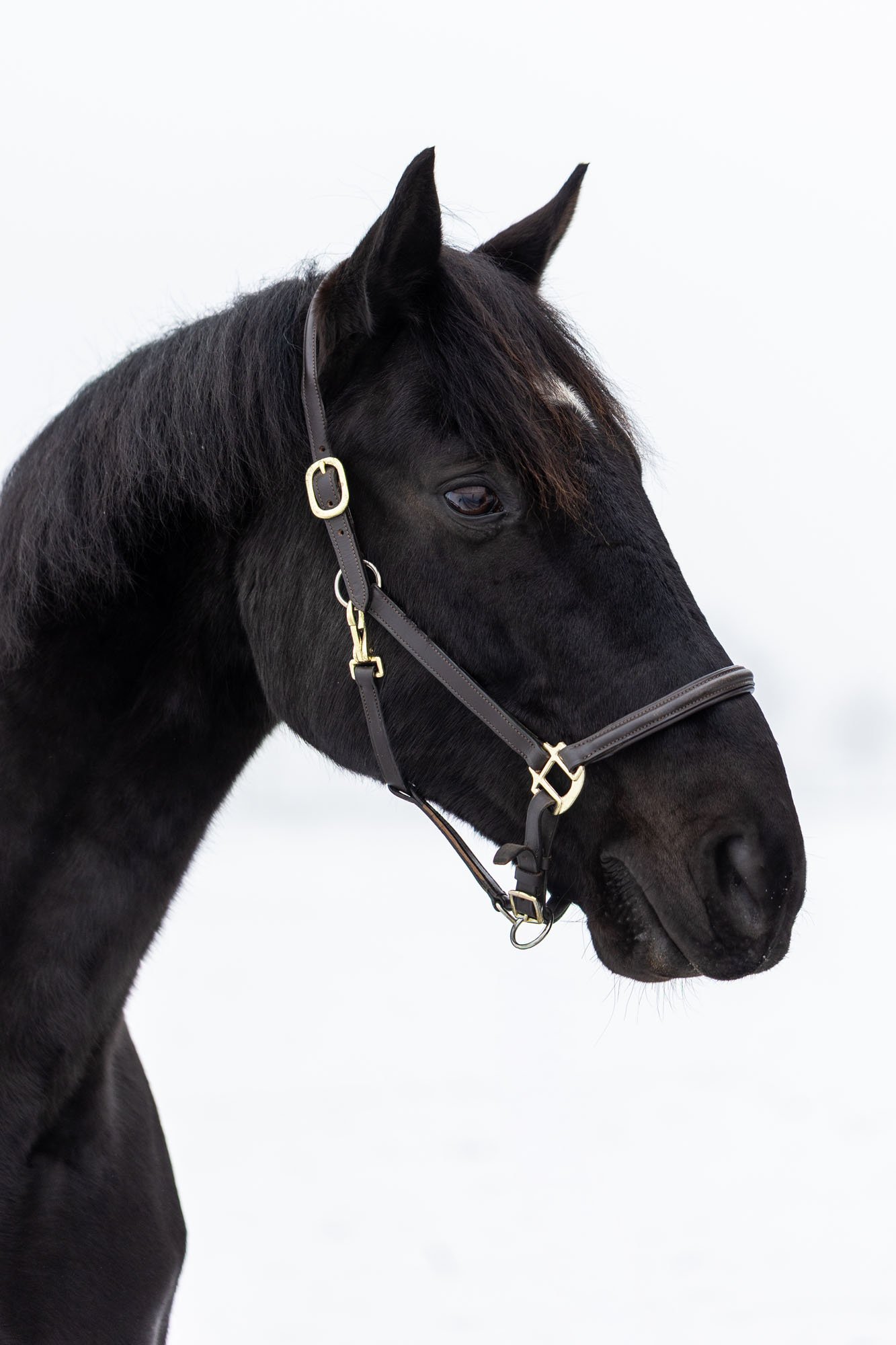 Schwarzes Pferd von der Seite fotografiert vor Schnee im Hintergrund