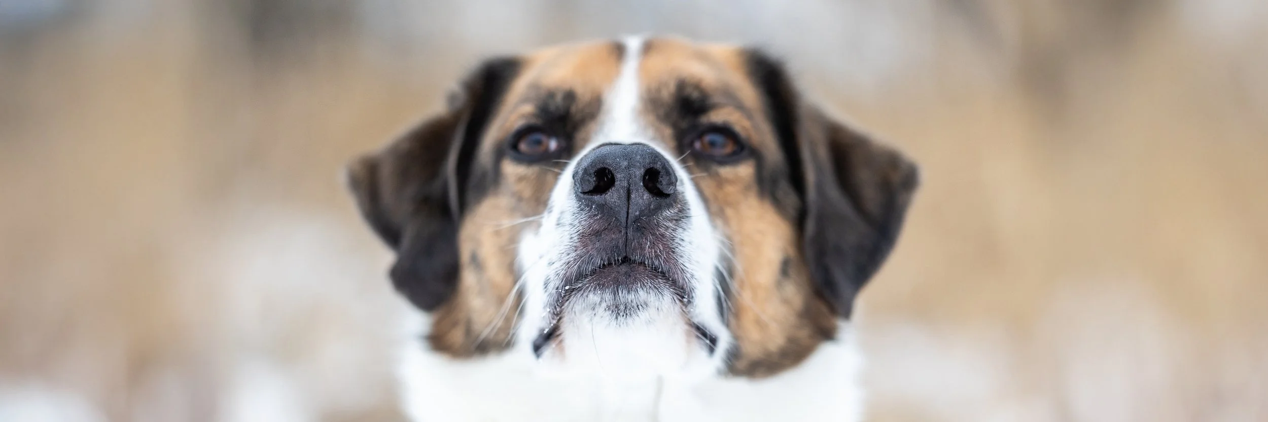 Nahaufnahme eines Hundes mit braun, schwarz und weißen Fellfarben, starrender Miene, vor unscharfem, beige-barbiellem Hintergrund im Winter in Hannover.
