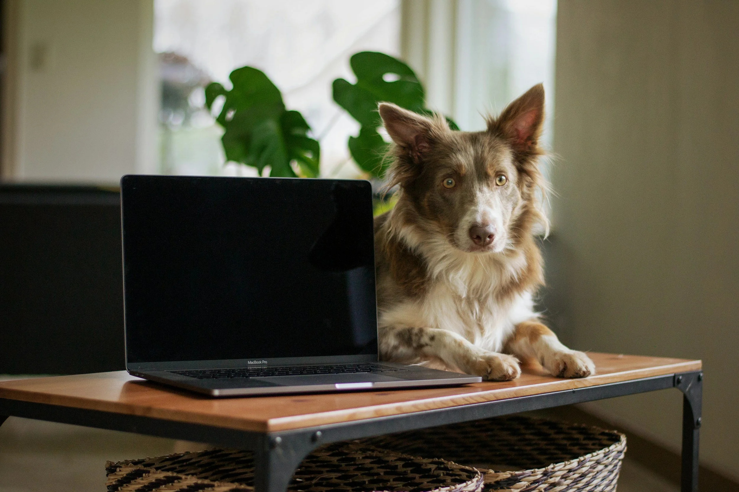En hund ligger på et bord ved siden af en lukket MacBook Pro, med en grøn plante i baggrunden.