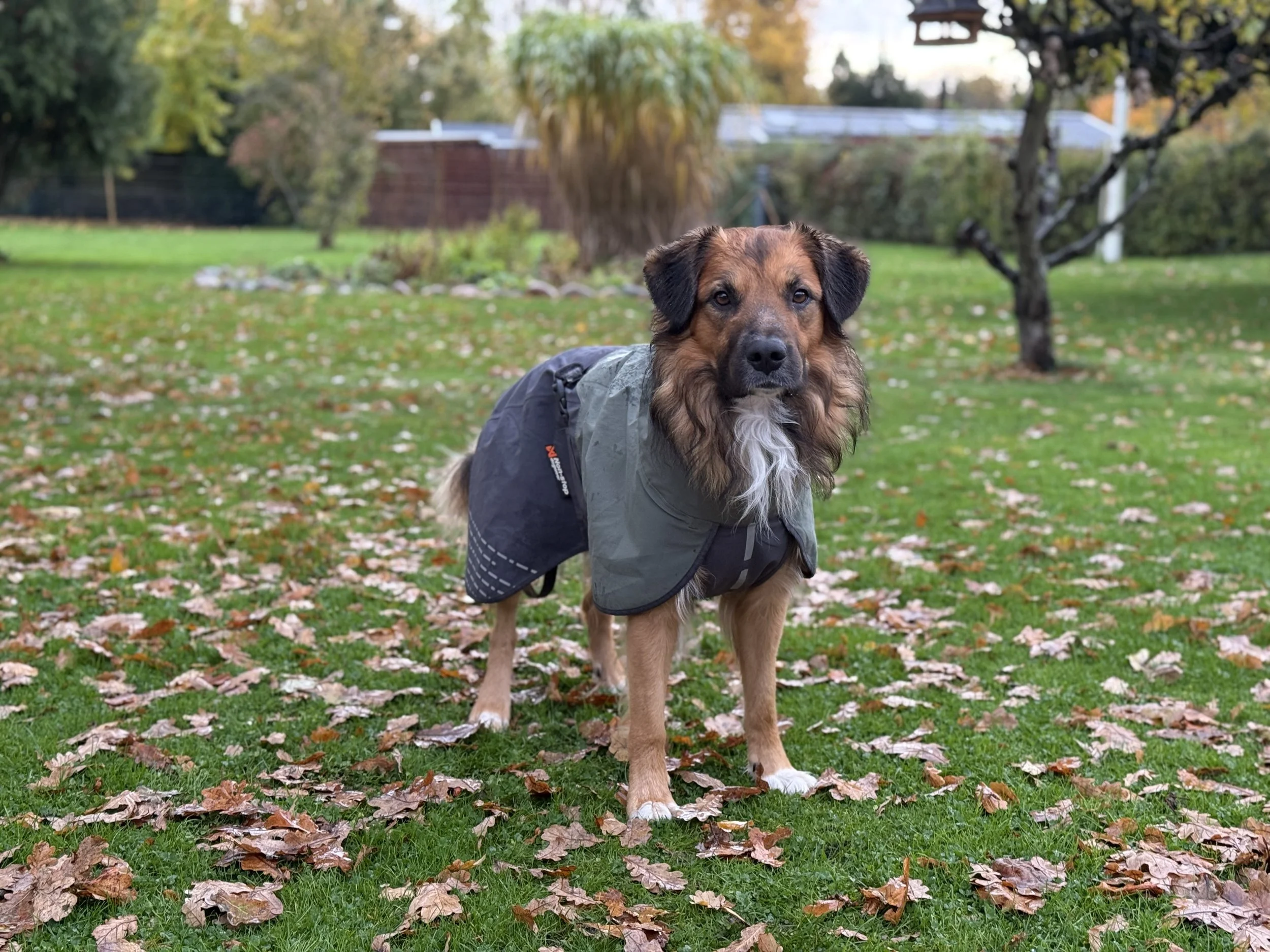 En hund iført en grå jakke står på en græsplæne med efterårsløv, omgivet af træer med ændrede blade.