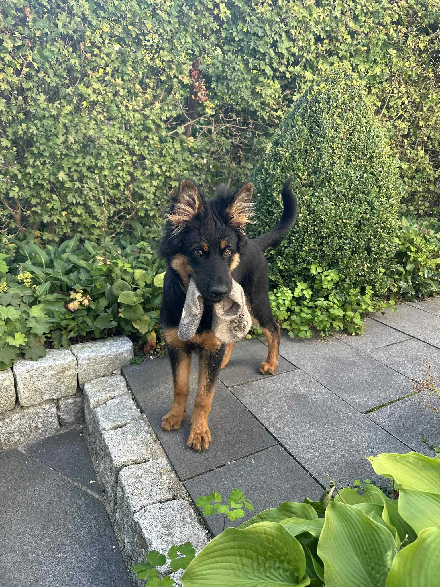 En sort og brun hund med et stykke stof i munden, går på en havegang omgivet af grønne buske og planter.