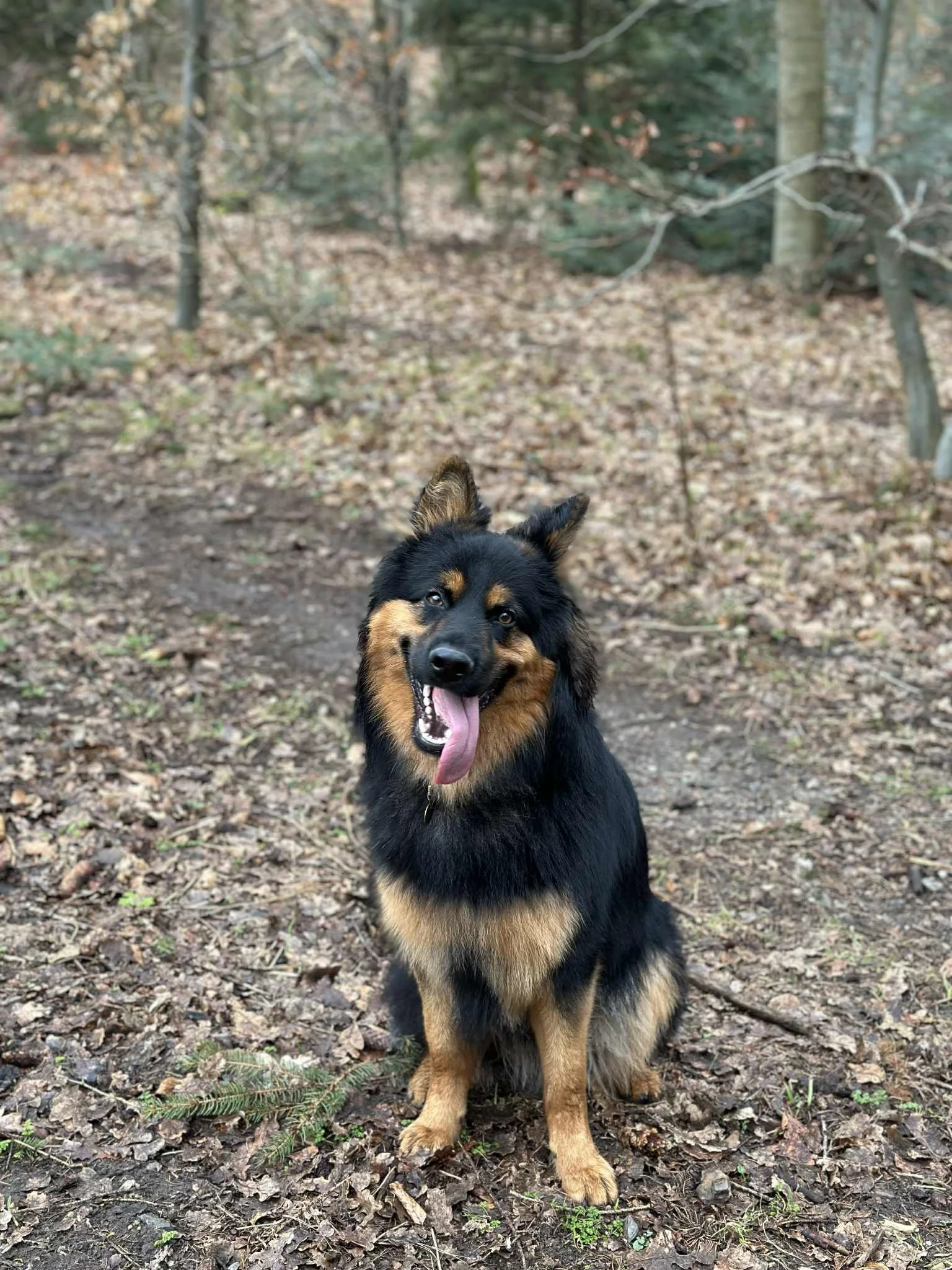 En sort og brun hund, der sidder på en skovbund med blade og små grene, omgivet af træer.
