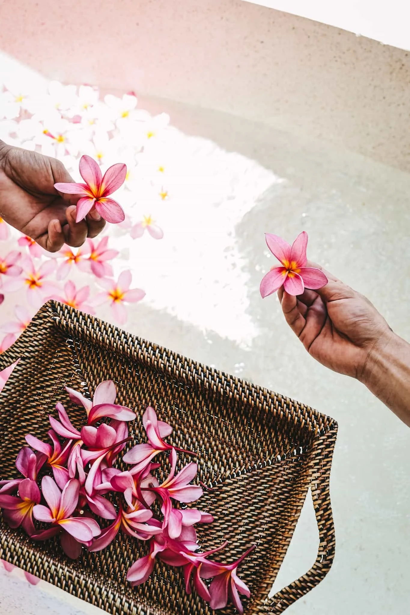 Two hands holding pink and yellow plumeria flowers over a wicker basket filled with more plumeria flowers, with water and flowers floating in it.