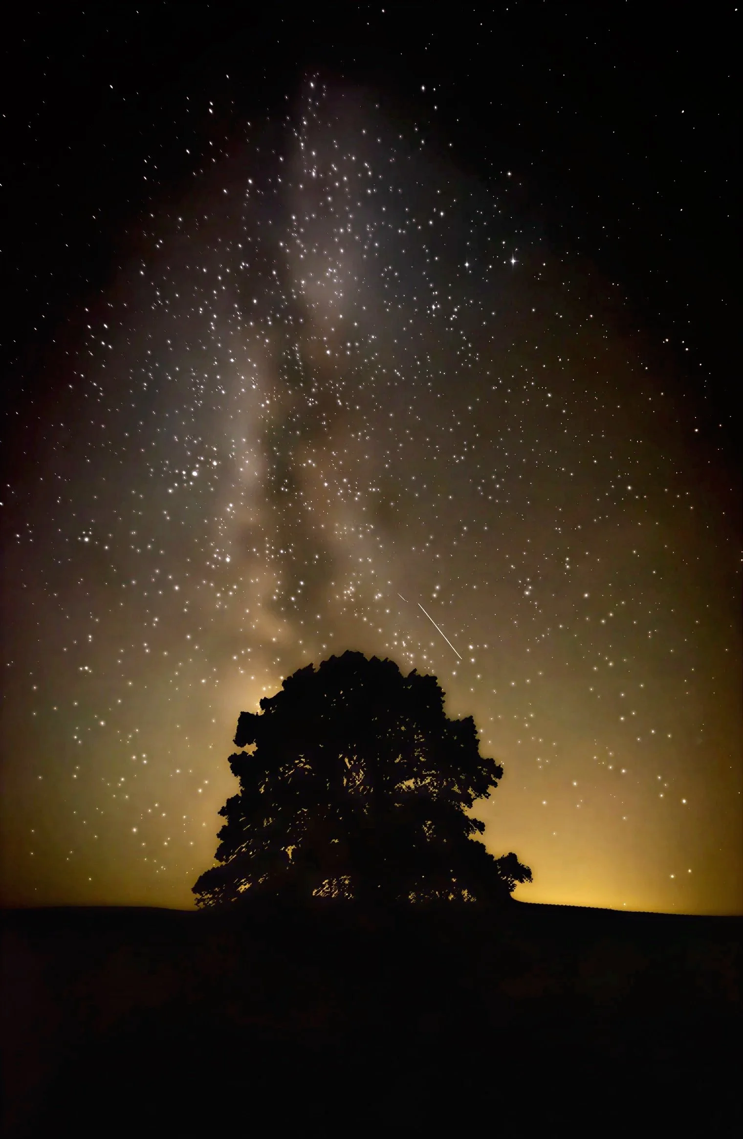 Night sky filled with stars and a visible Milky Way galaxy, with a silhouette of a tree in the foreground.