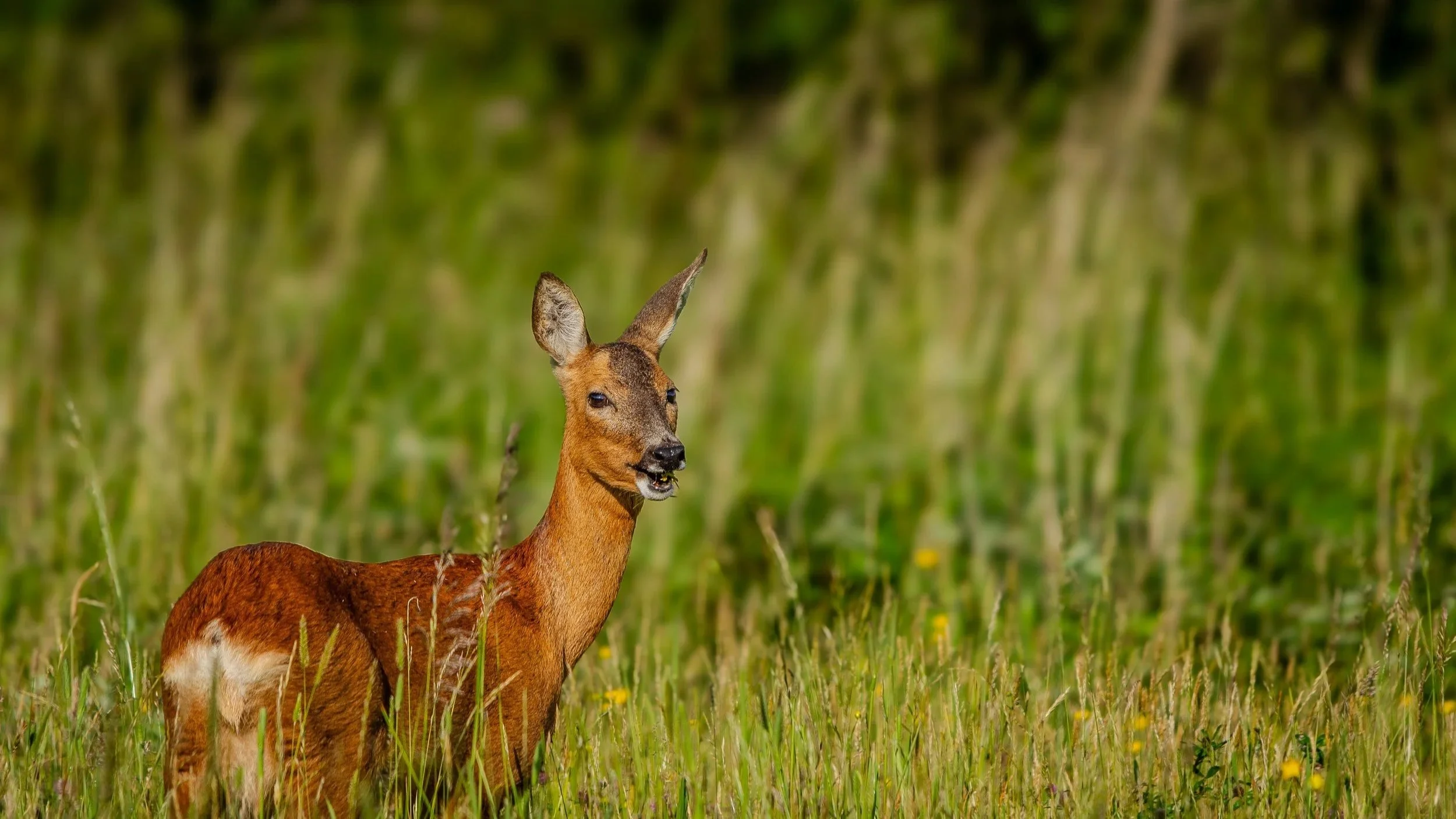 A young deer with brown fur and large ears standing in a grassy meadow with green vegetation in the background.