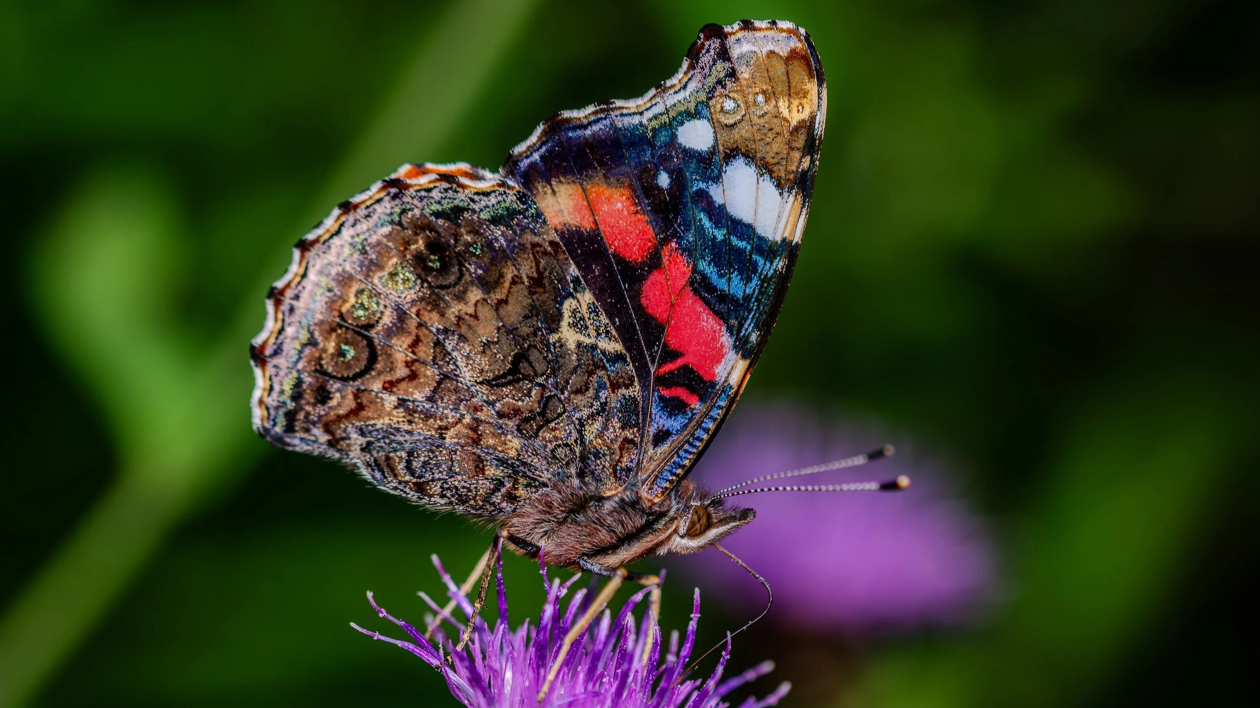 Close-up of a butterfly with colorful patterned wings perched on a purple flower.