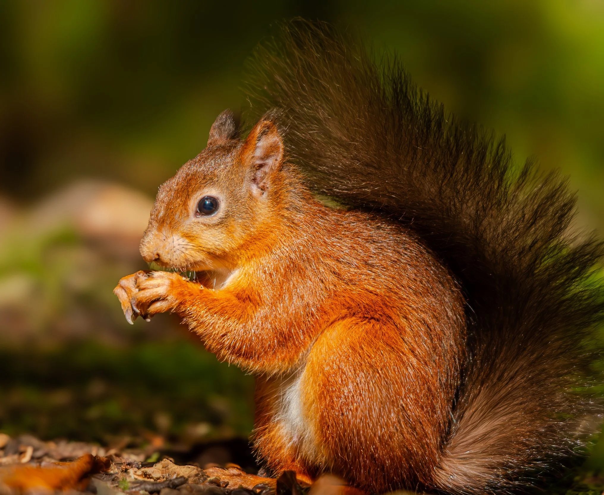 Close-up of a squirrel holding food in its paws. It has reddish-brown fur, a bushy tail, and is sitting on the ground with a blurred green background.