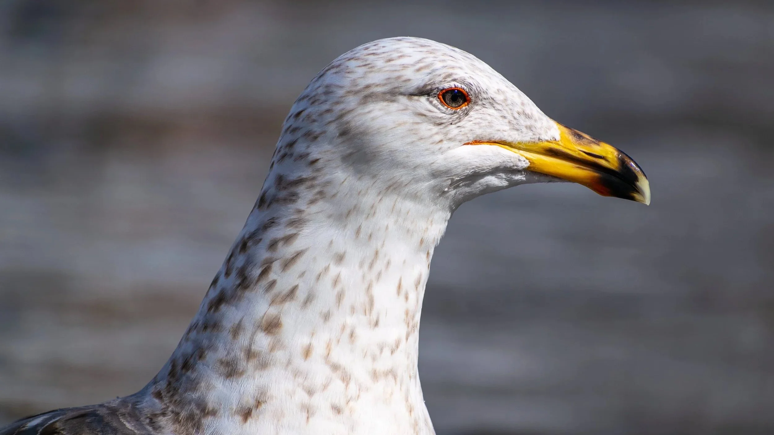 Close-up of a seagull's head with a blurred water background.