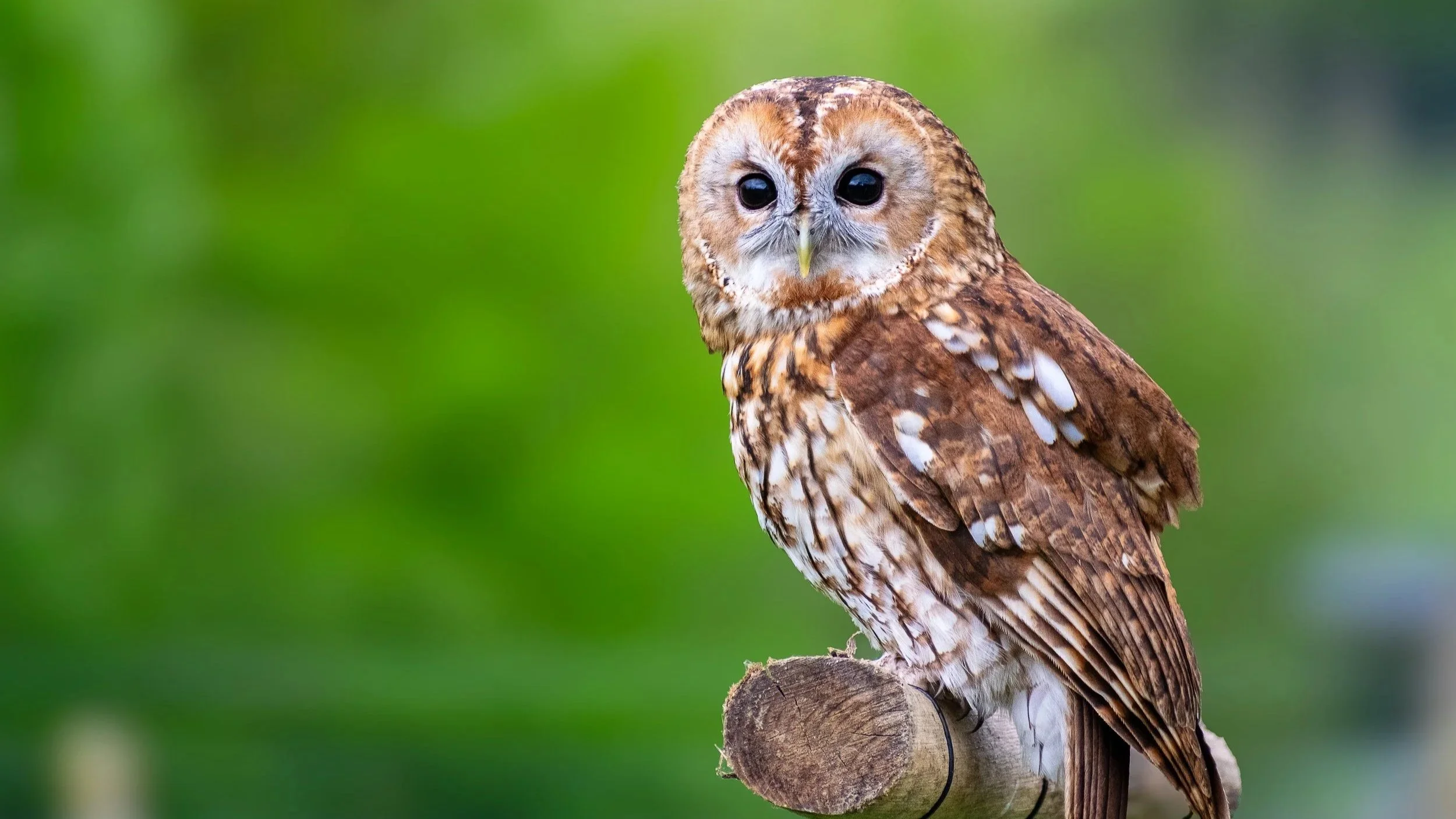 A close-up of a brown and white owl perched on a tree branch with a blurred green background.
