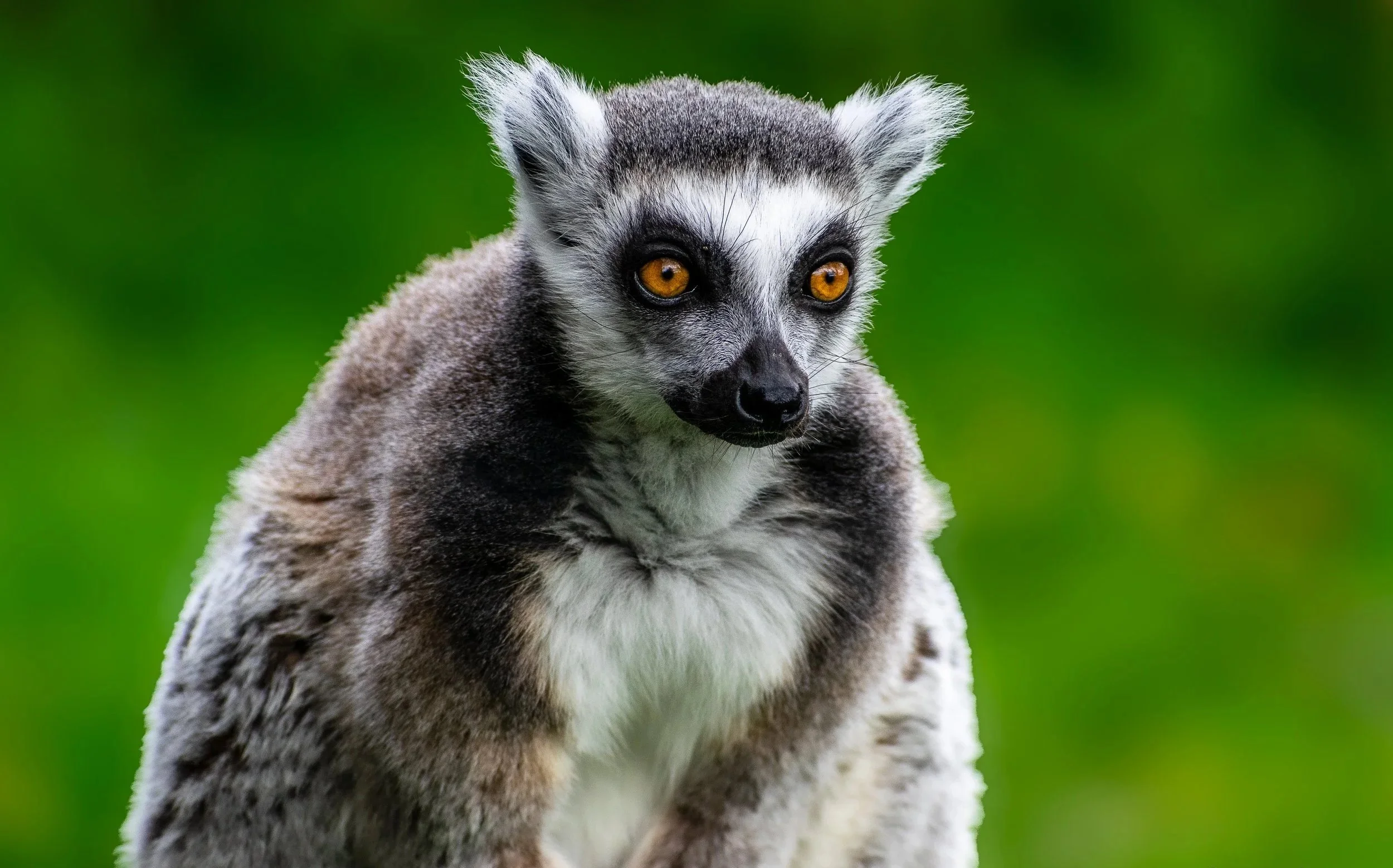 Close-up of a young lemur with gray, black, and white fur and piercing orange eyes against a green background.