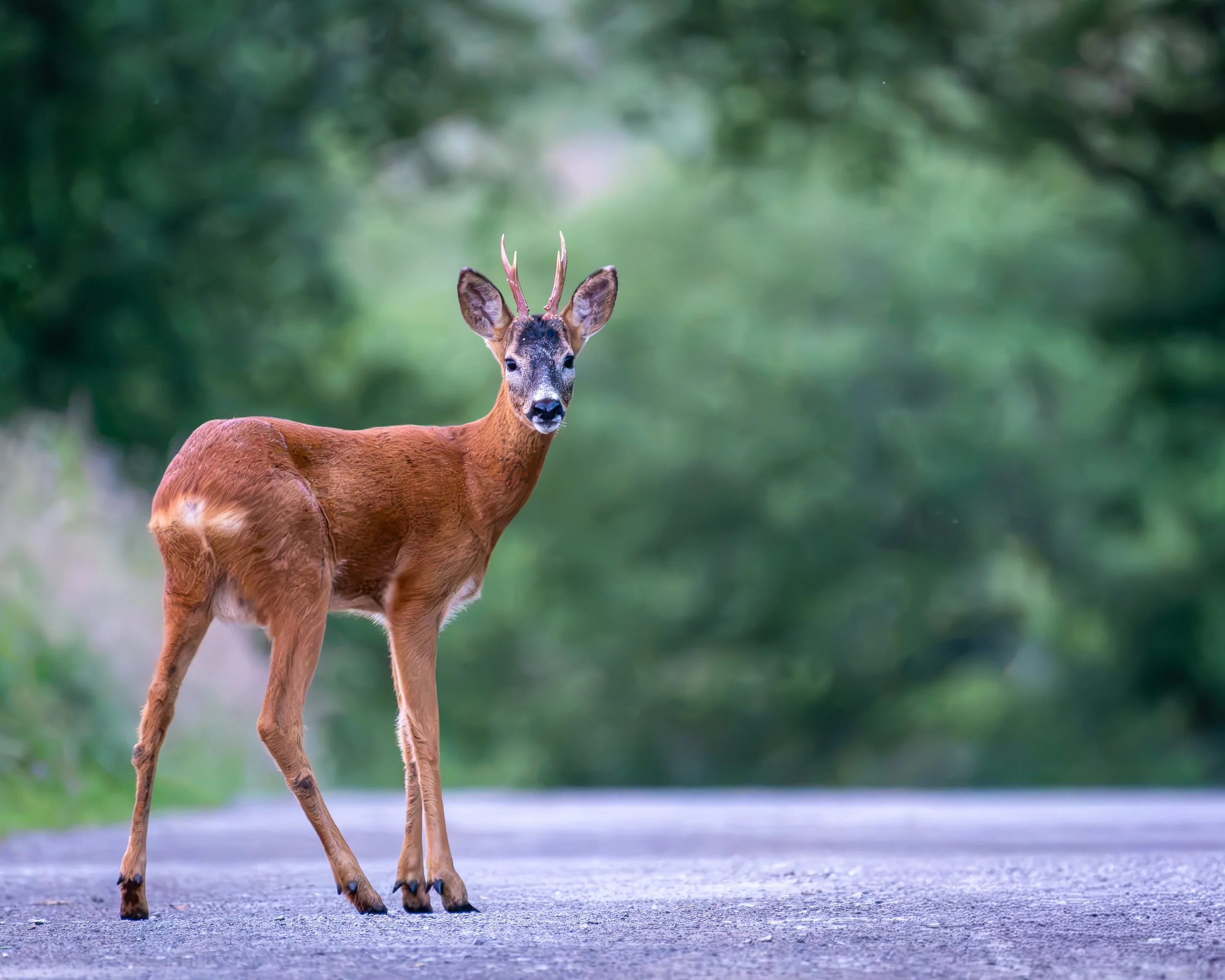A young deer standing on a paved road with a green forest blurred in the background.