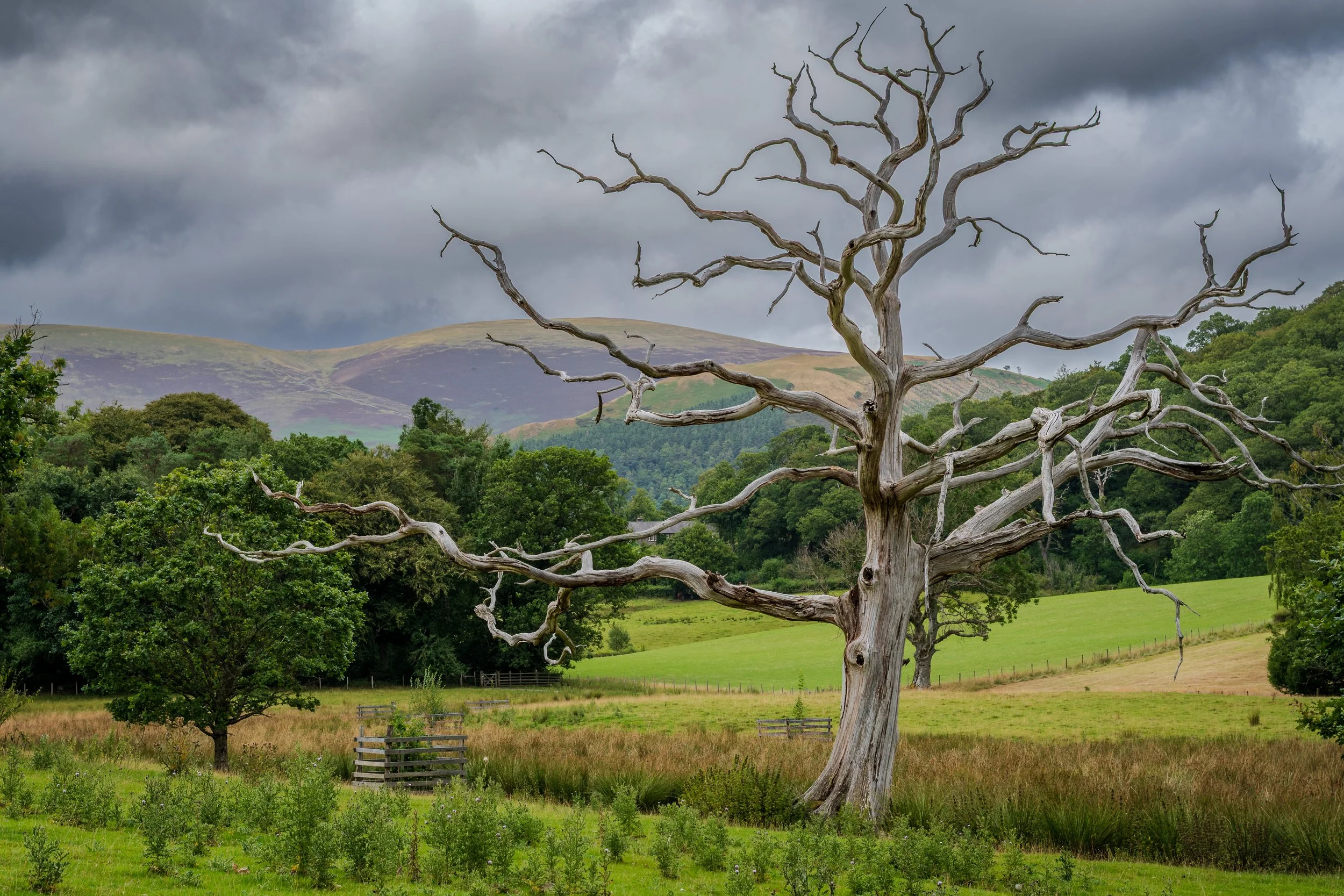 Mystical Tree Landscape Art Print