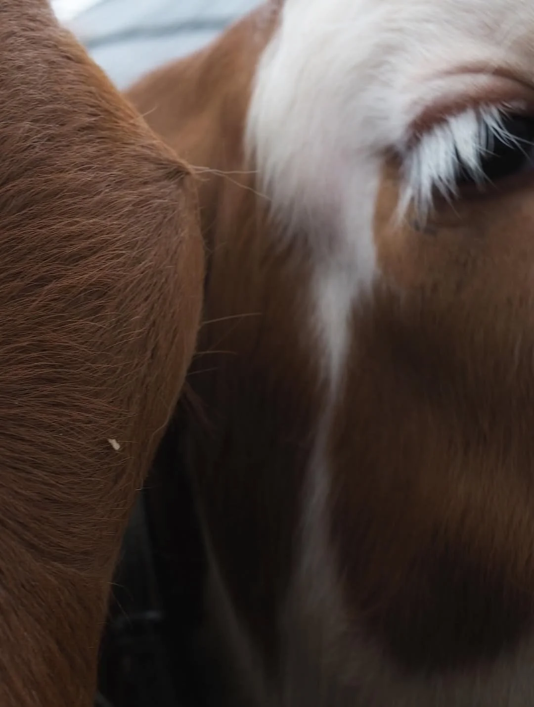 Close-up of two horses' heads, one brown and one white with brown markings.