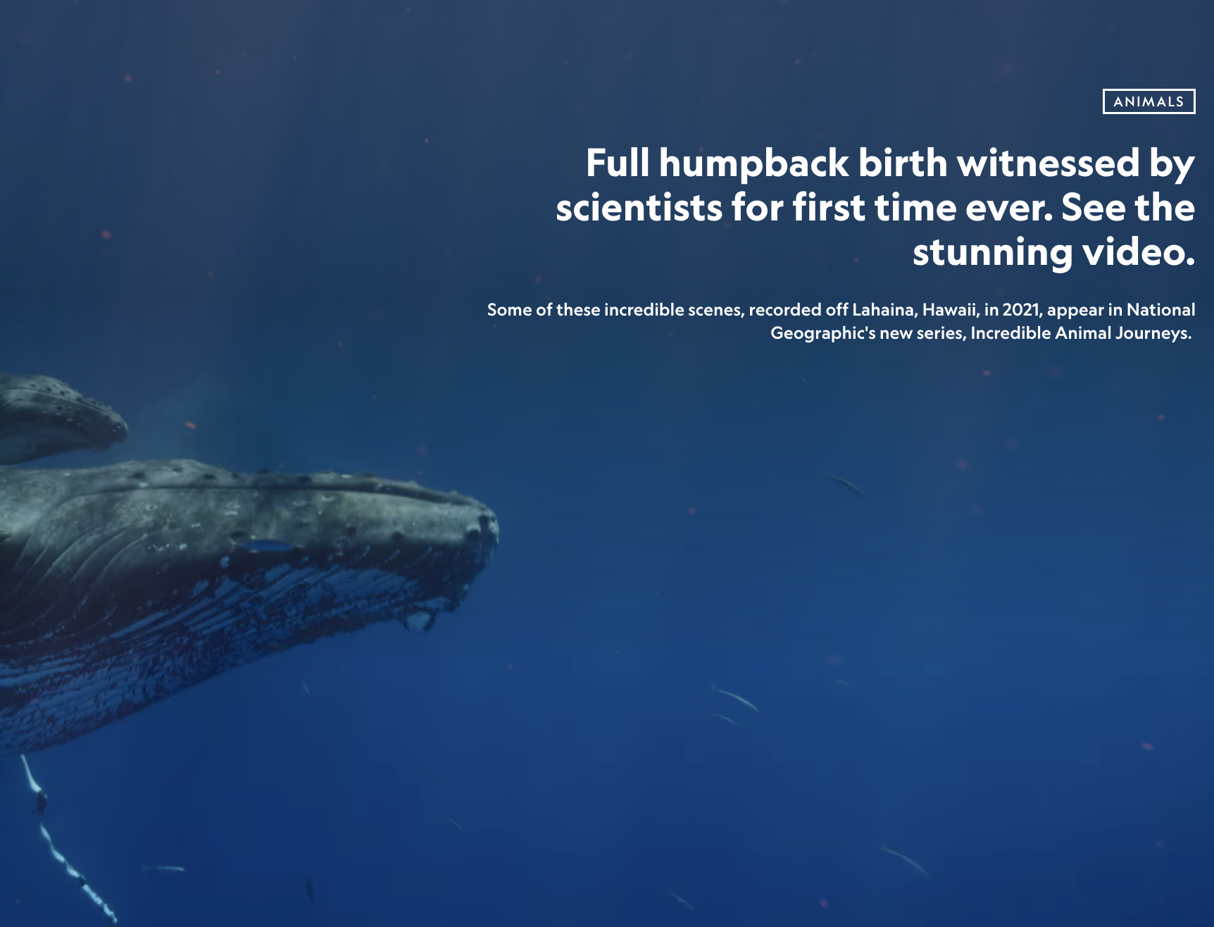 Underwater scene showing a whale and some small fish with overlaid text about humpback whale births recorded in Hawaii, 2021, part of National Geographic's series 'Incredible Animal Journeys'.