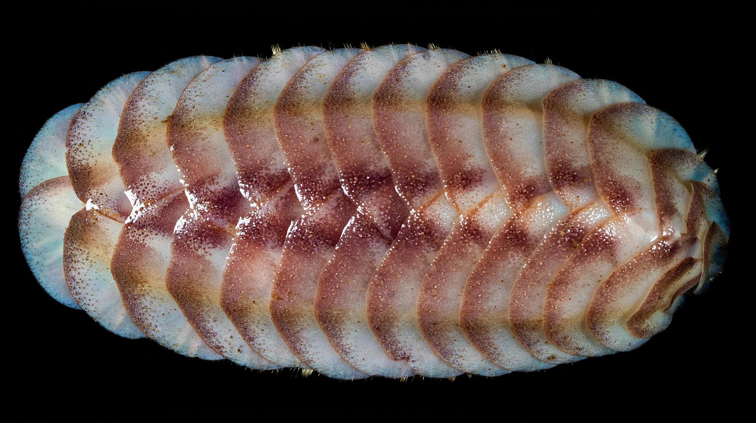 Close-up view of a segmented, elongated insect with a shiny exoskeleton and fine bristles, displayed against a black background.