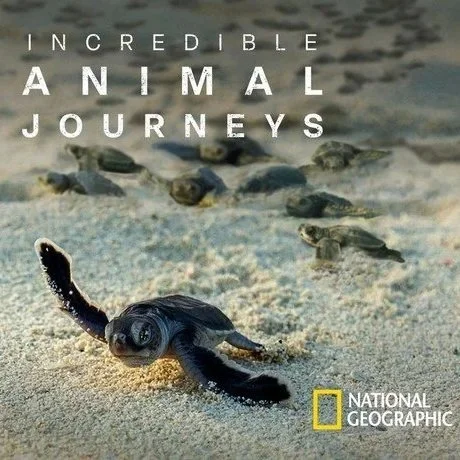 A sea turtle hatchling on the sandy beach with several other hatchlings in the background, with text overlay reading 'Incredible Animal Journeys' and the National Geographic logo.