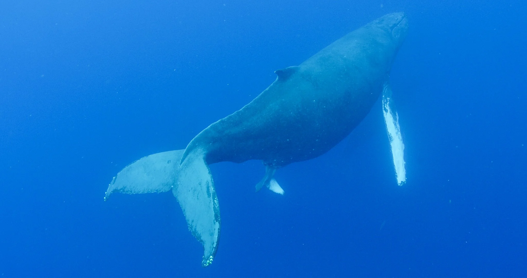 A humpback whale giving birth underwater