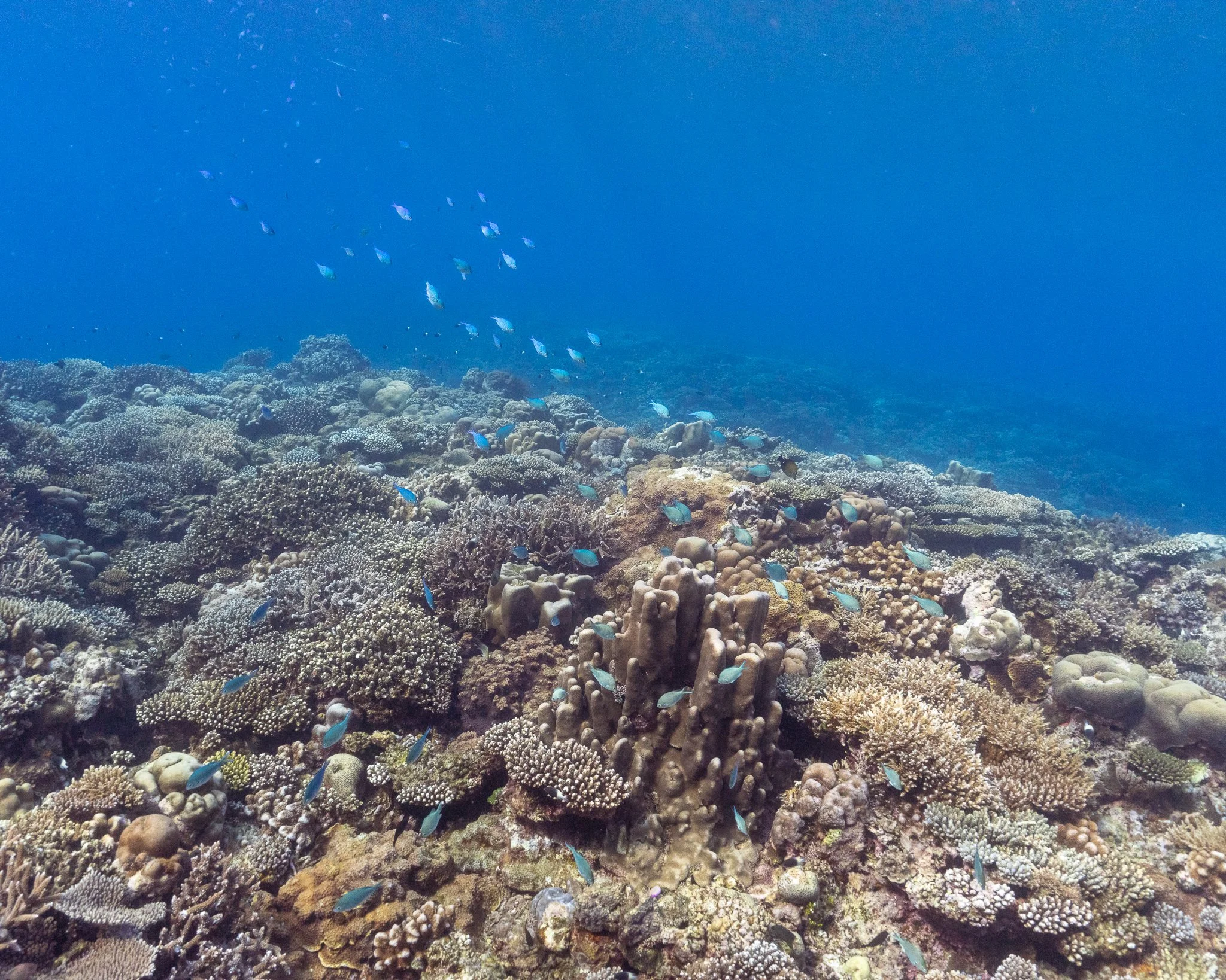 Underwater coral reef with various coral formations and small blue fish swimming around.