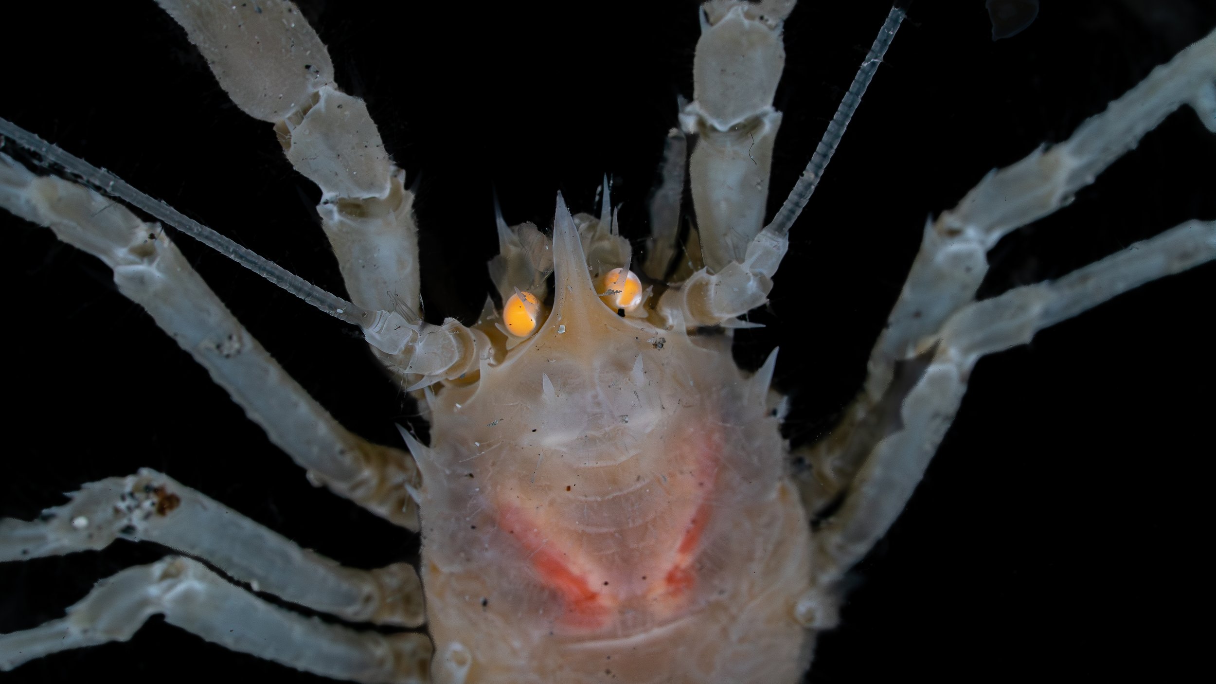 Close-up of a ghost shrimp, a small transparent crustacean with orange eyes, on a black background.