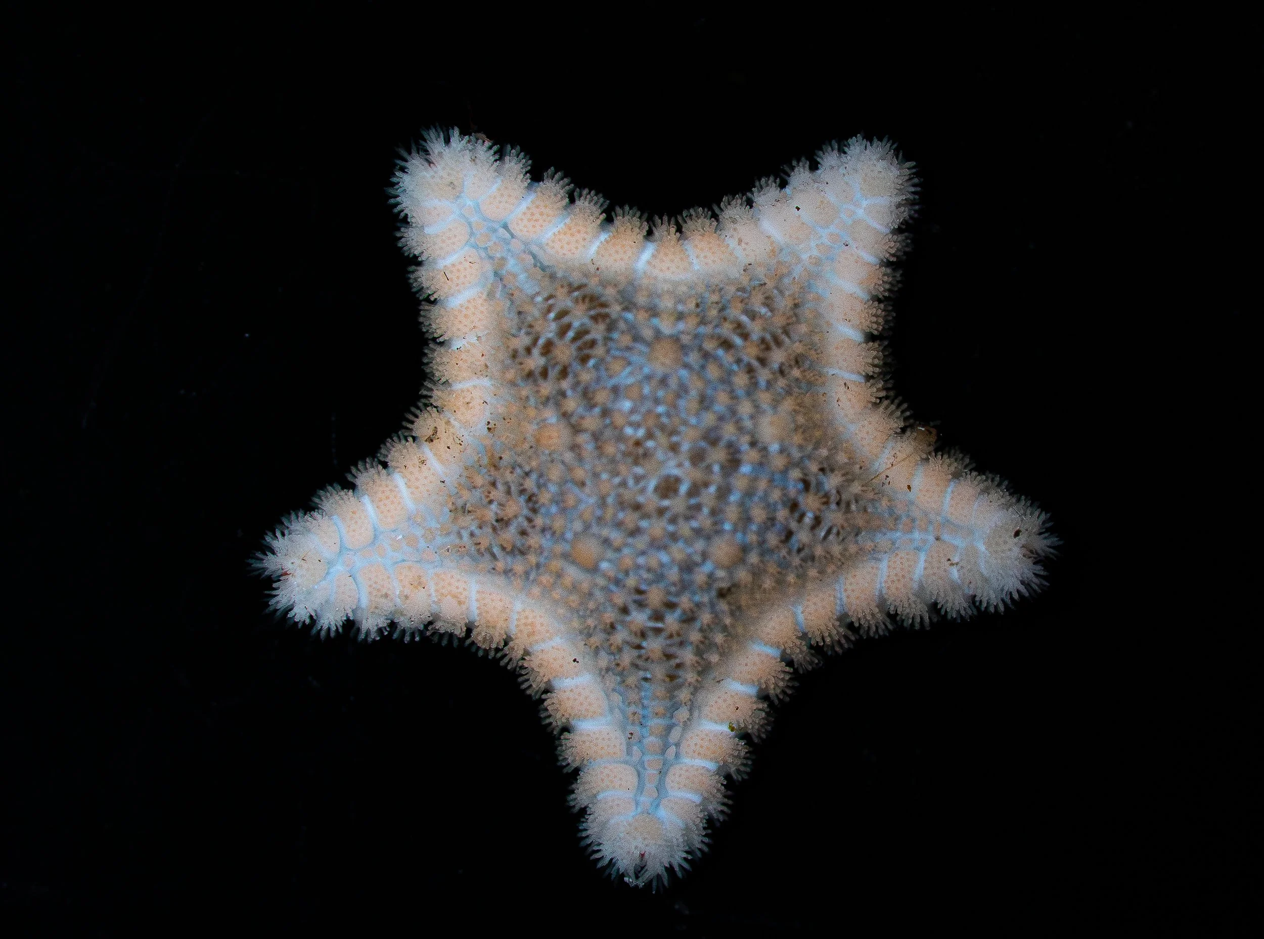 Close-up of a starfish with a light-colored, textured surface and spiny edges, set against a black background.